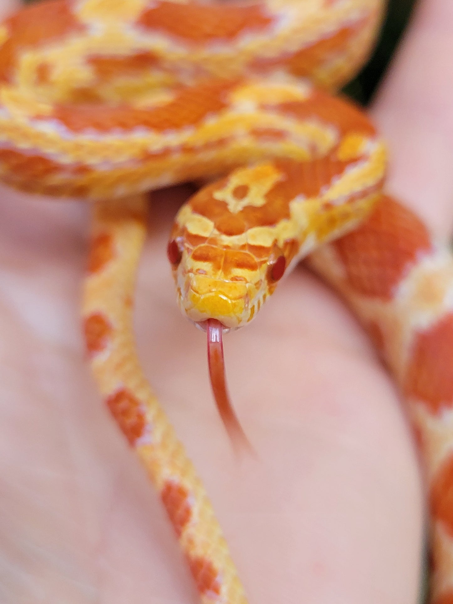 "Taffy" Amel het Caramel GaLe12415