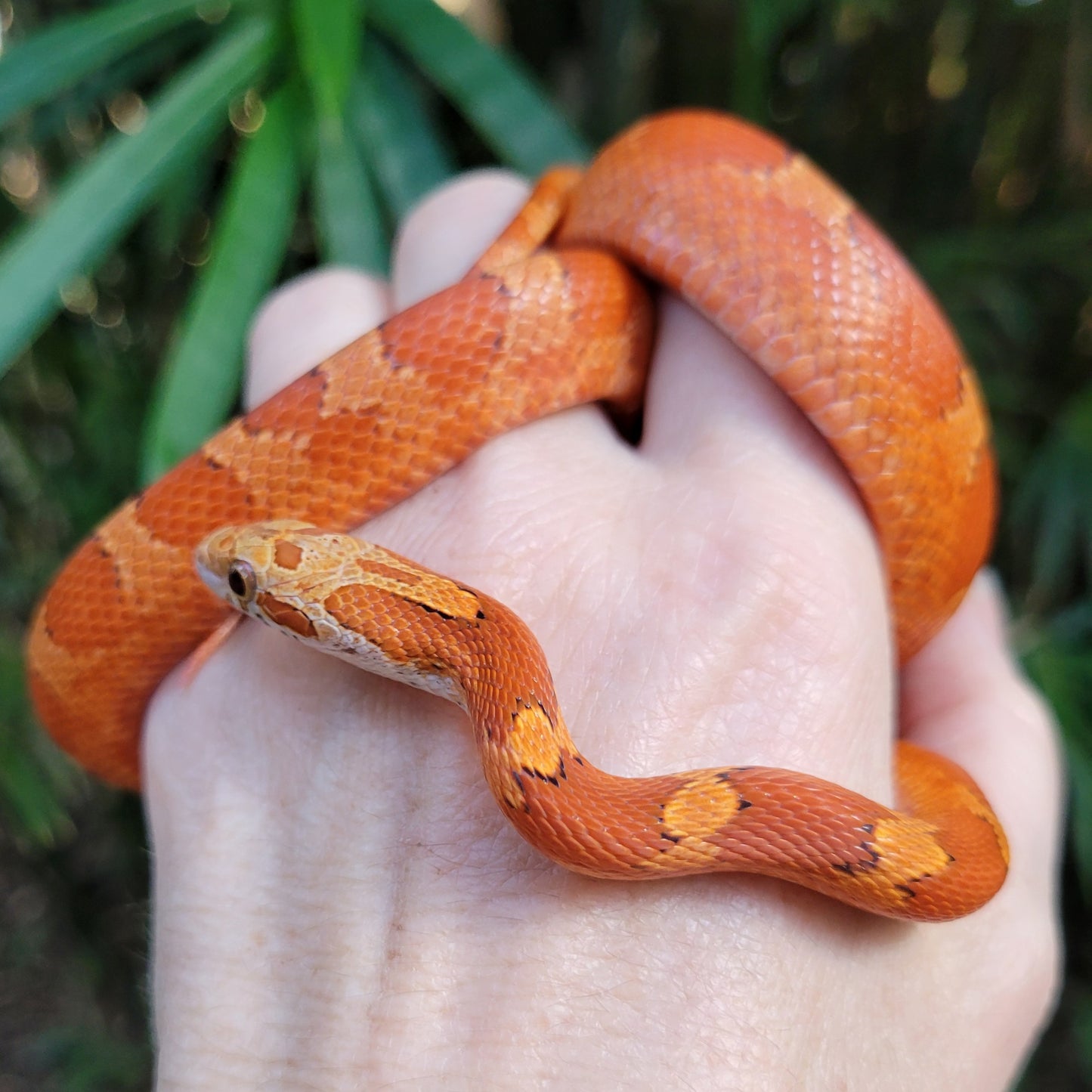 "Sweet Tart" JuMi12406 Ultra Bloodred Pied