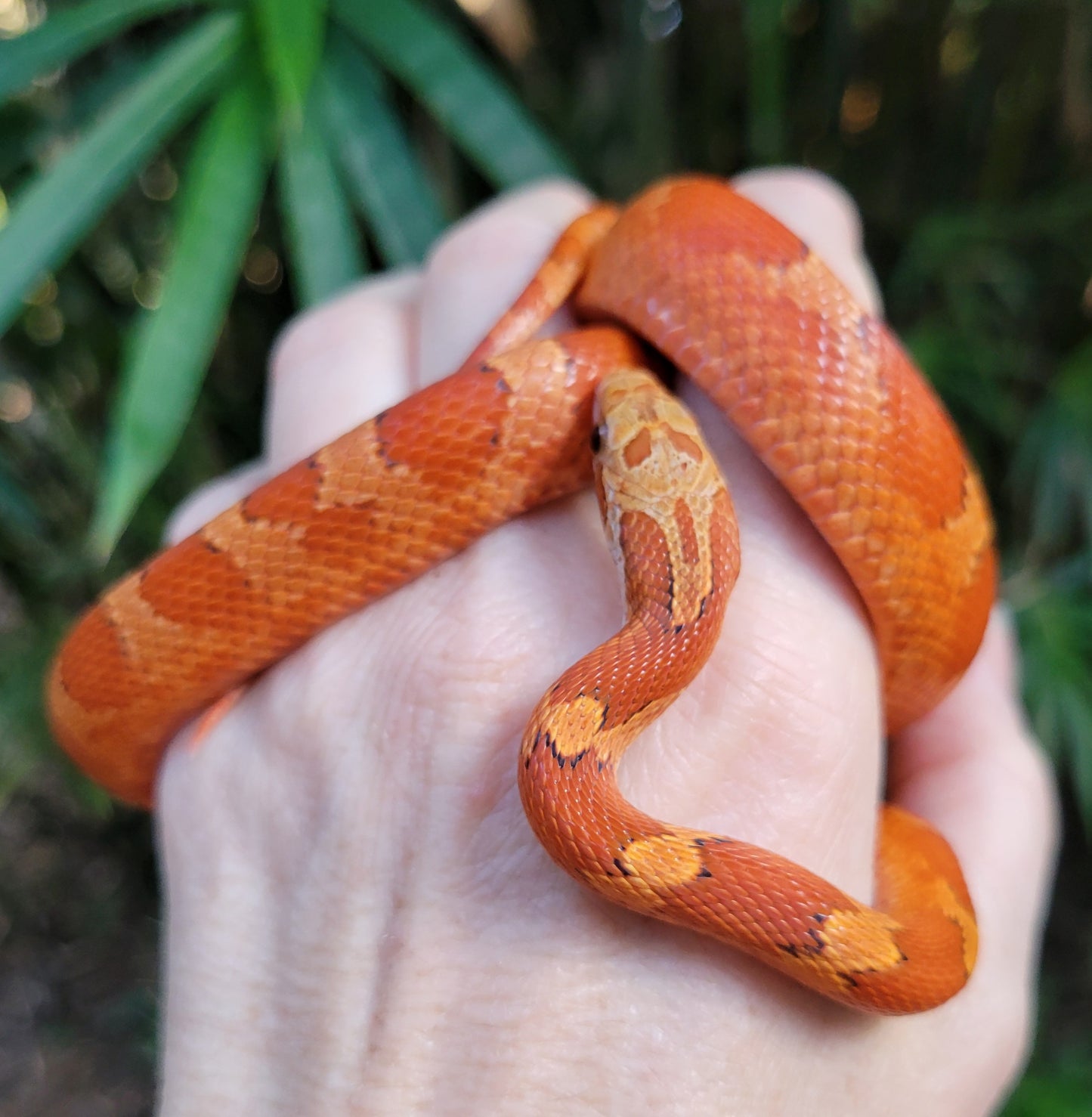 "Sweet Tart" JuMi12406 Ultra Bloodred Pied