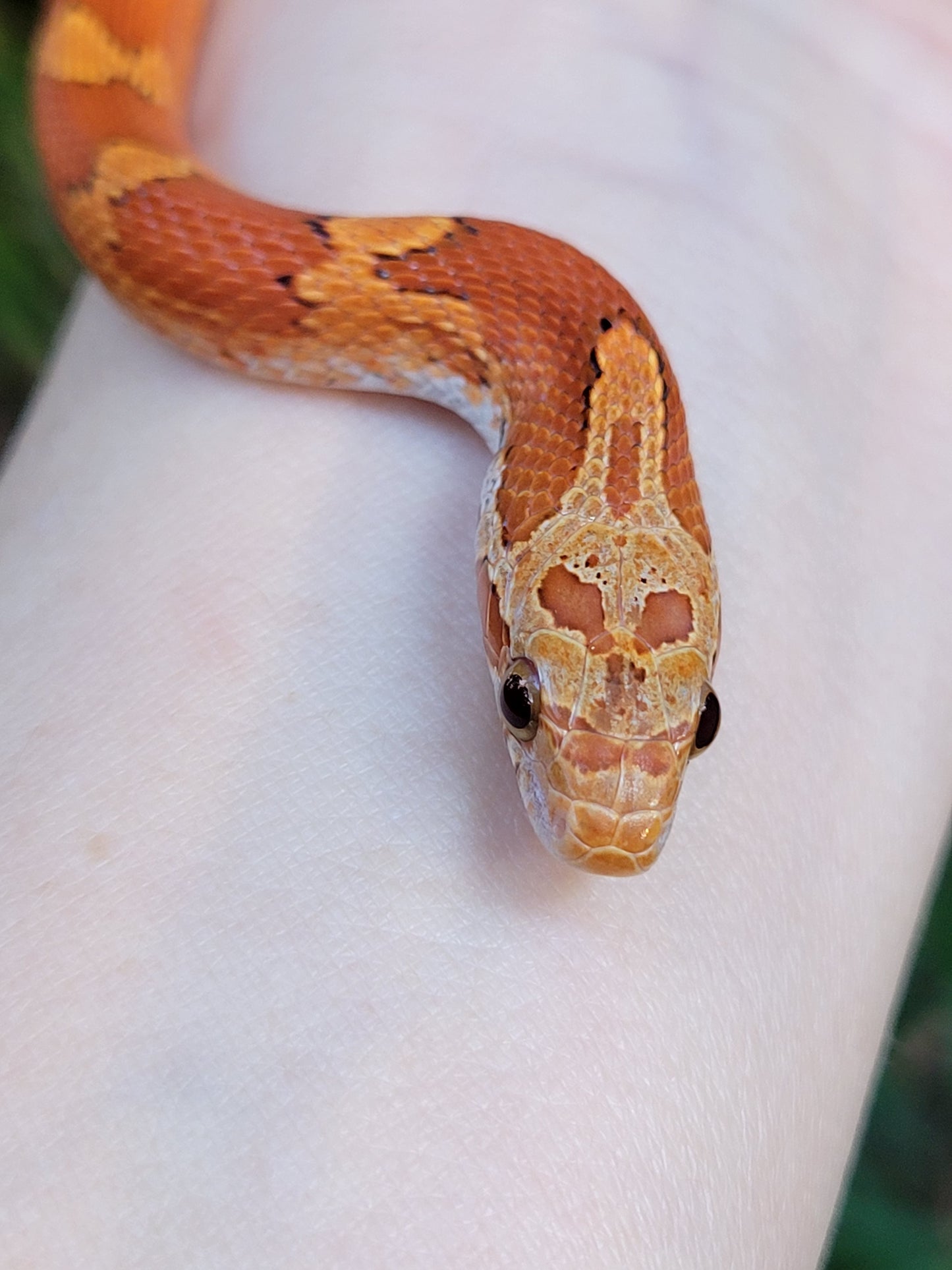 "Sweet Tart" JuMi12406 Ultra Bloodred Pied