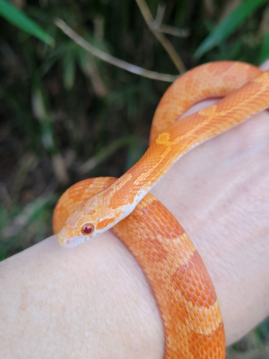 "Jolly Rancher" Hypo Ultra Bloodred Pied Jumi12403