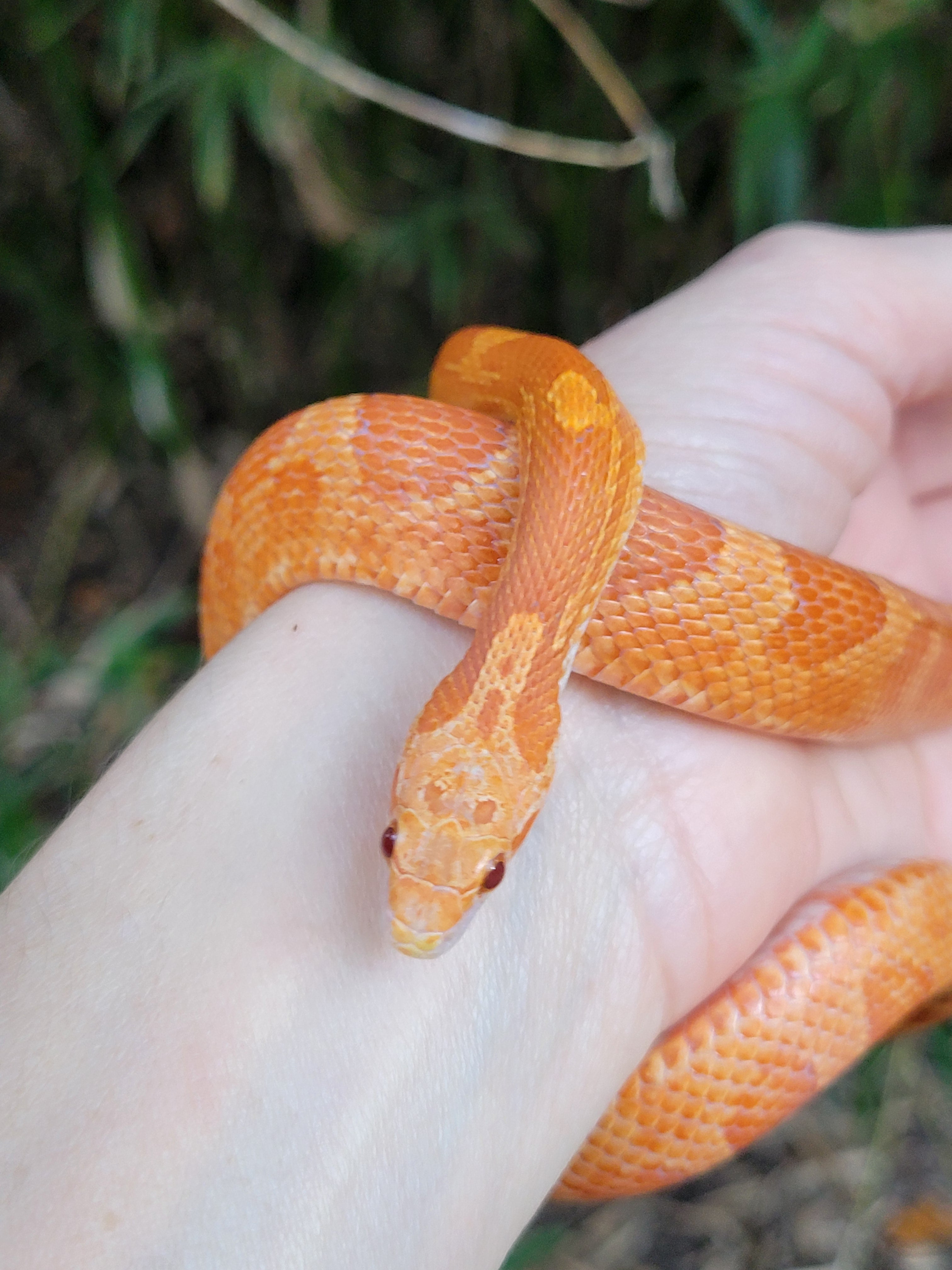 Sold Reptiles – Midnight Exotics