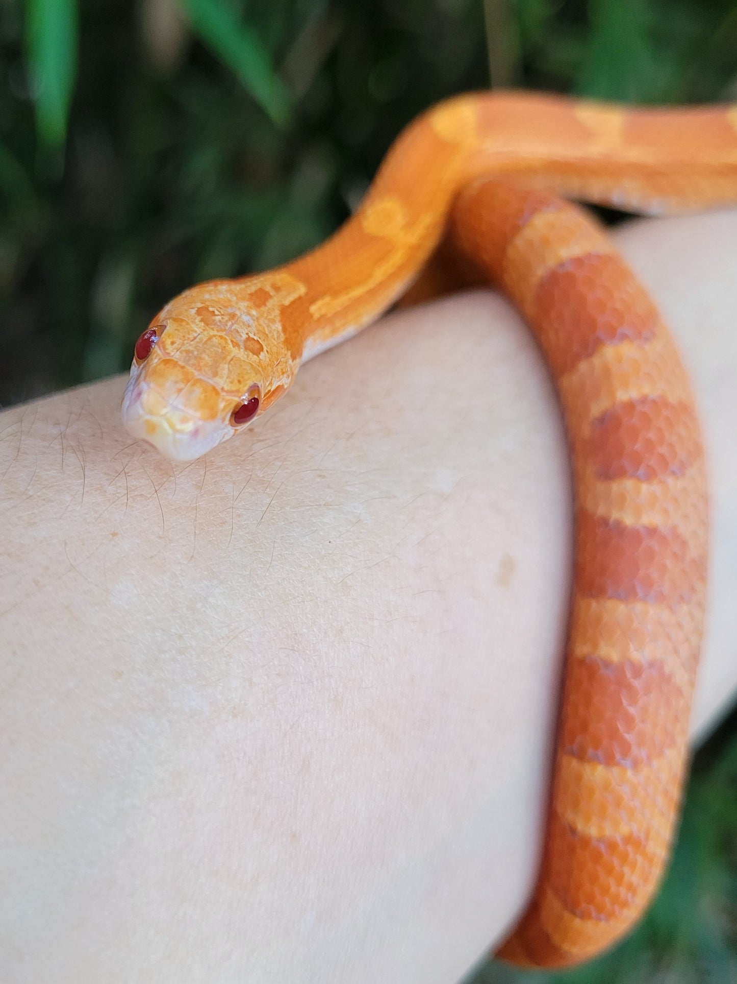 "Jolly Rancher" Hypo Ultra Bloodred Pied Jumi12403