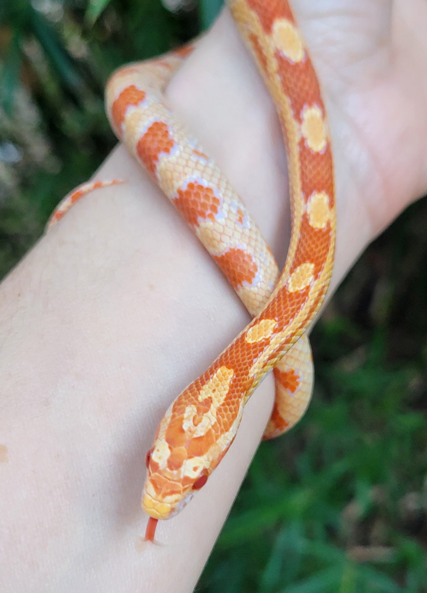 "Gobstopper" GaLe12410 Amel