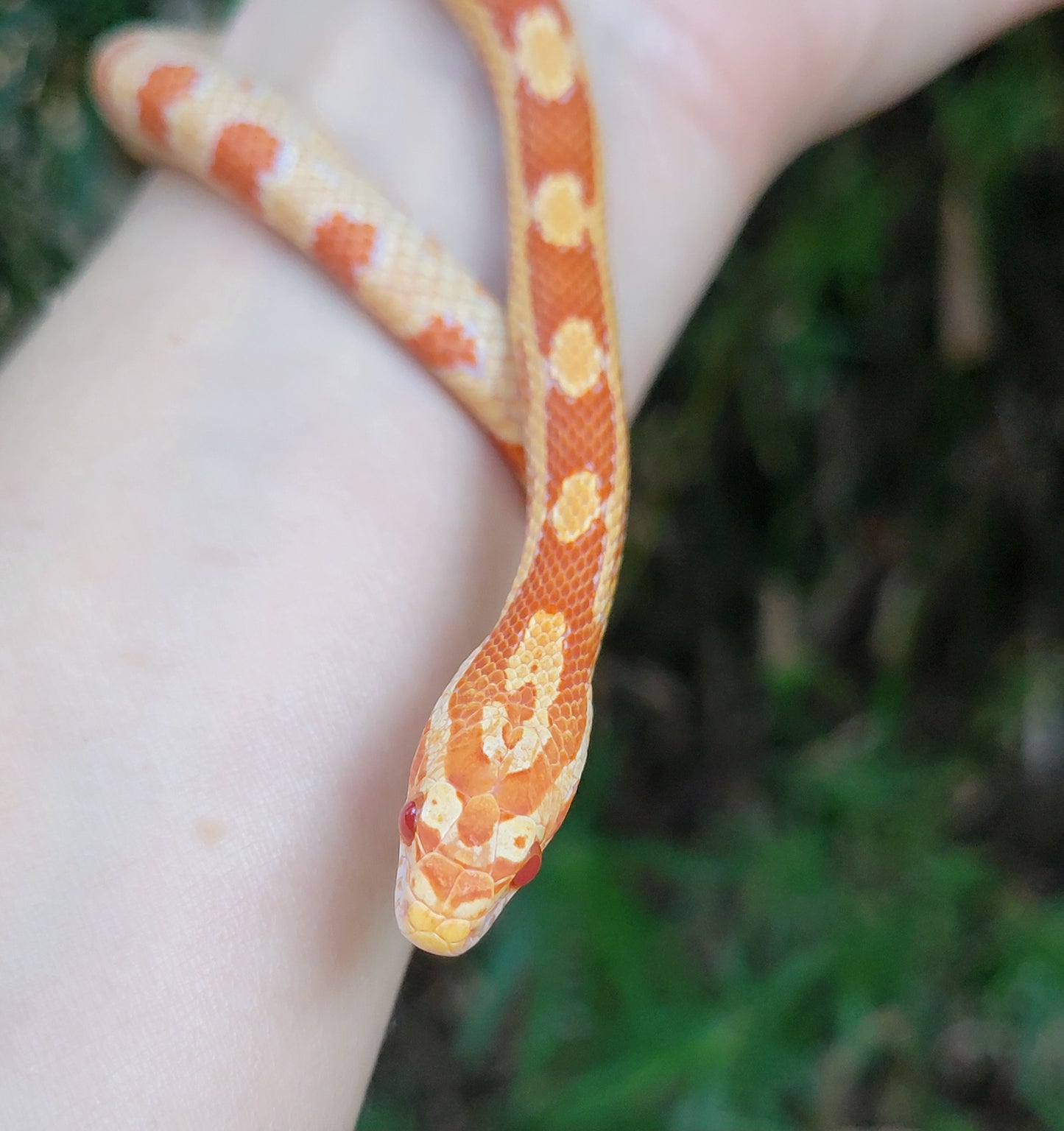 "Gobstopper" GaLe12410 Amel