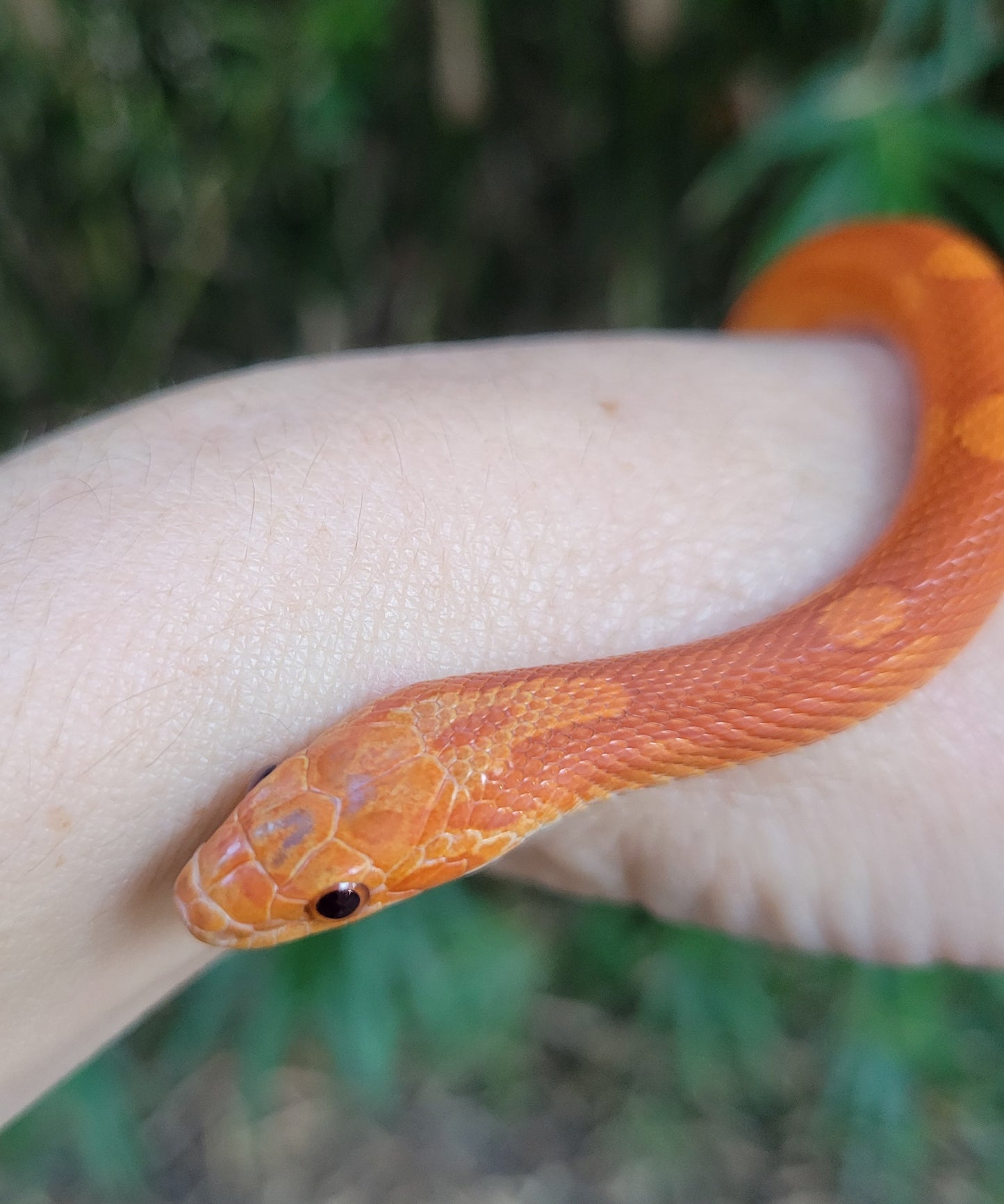 "Poprocks" Hypo Ultra Bloodred Pied Motley-Stripe JuMi12408