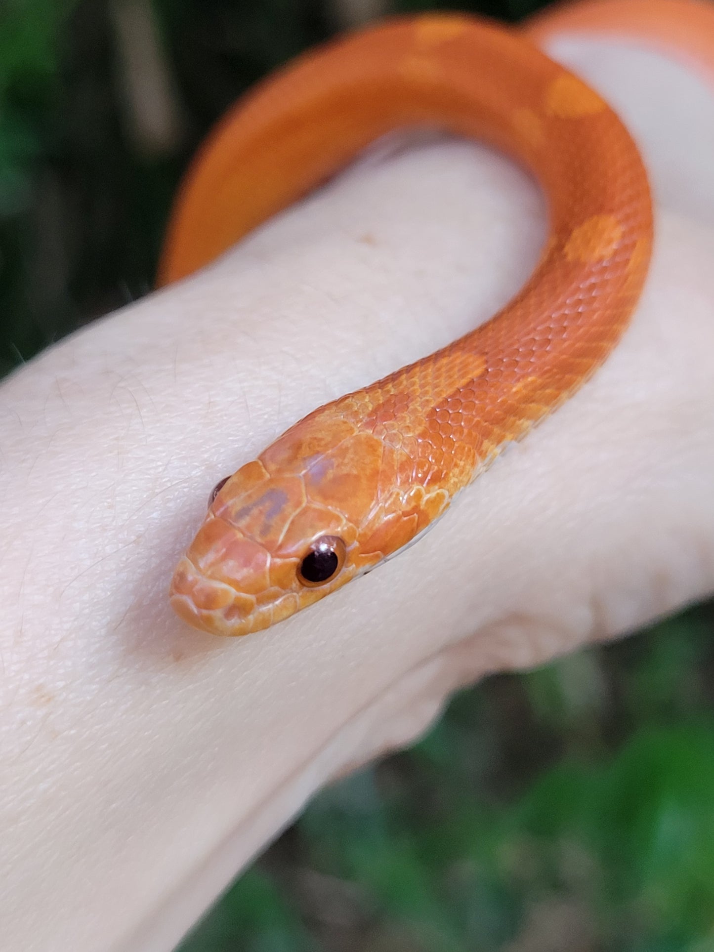 "Poprocks" Hypo Ultra Bloodred Pied Motley-Stripe JuMi12408