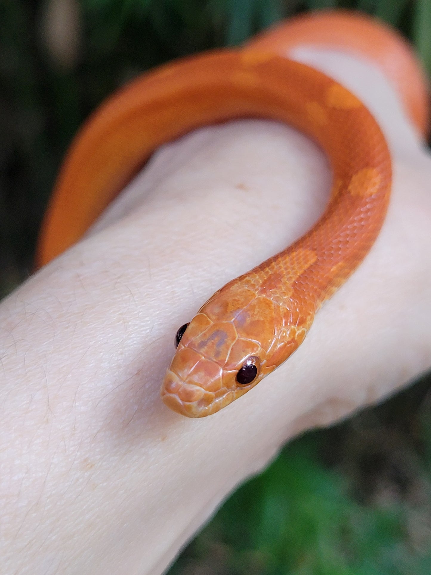 "Poprocks" Hypo Ultra Bloodred Pied Motley-Stripe JuMi12408