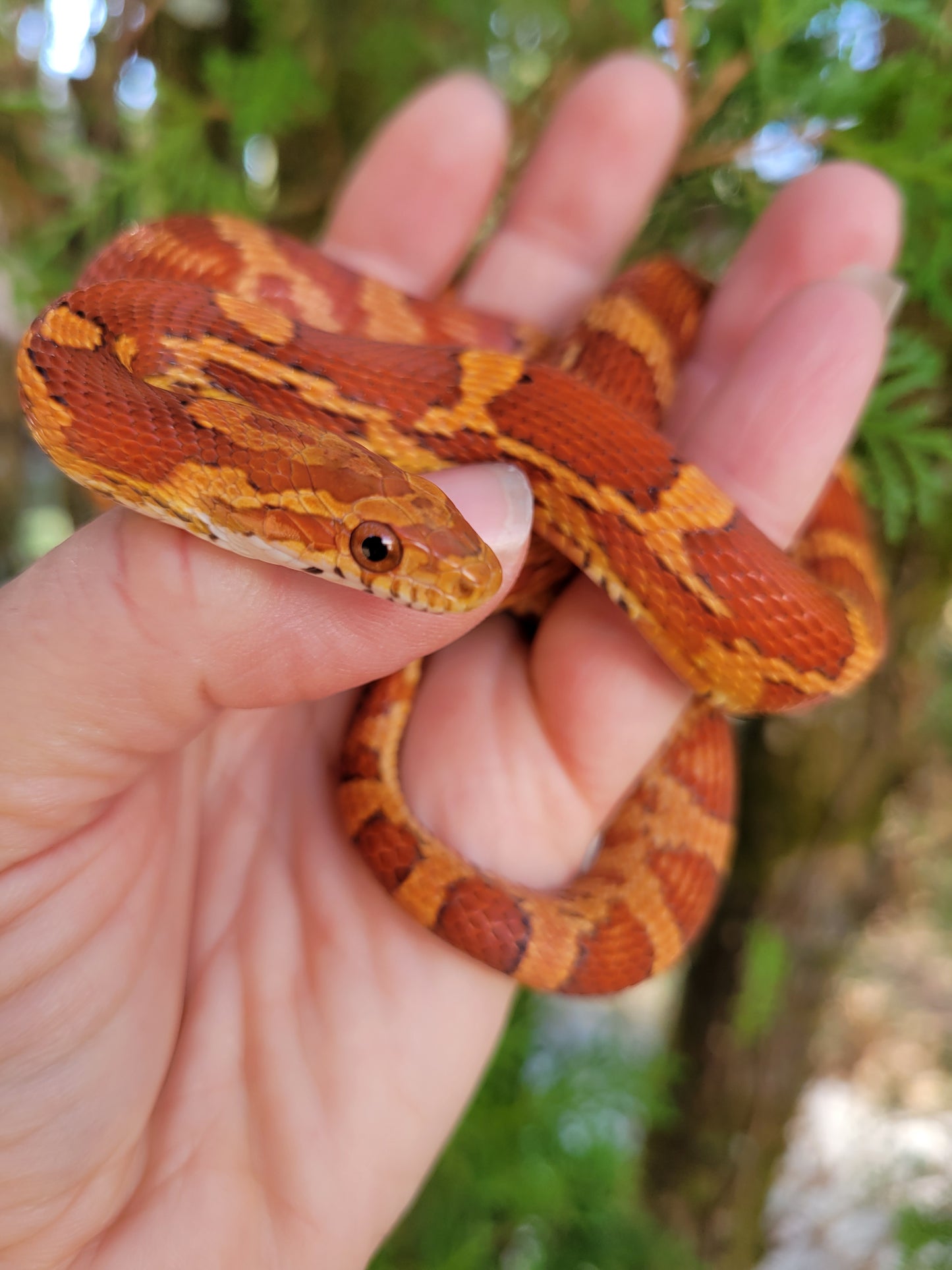 "Macaron" JuMi12413 Hypo type