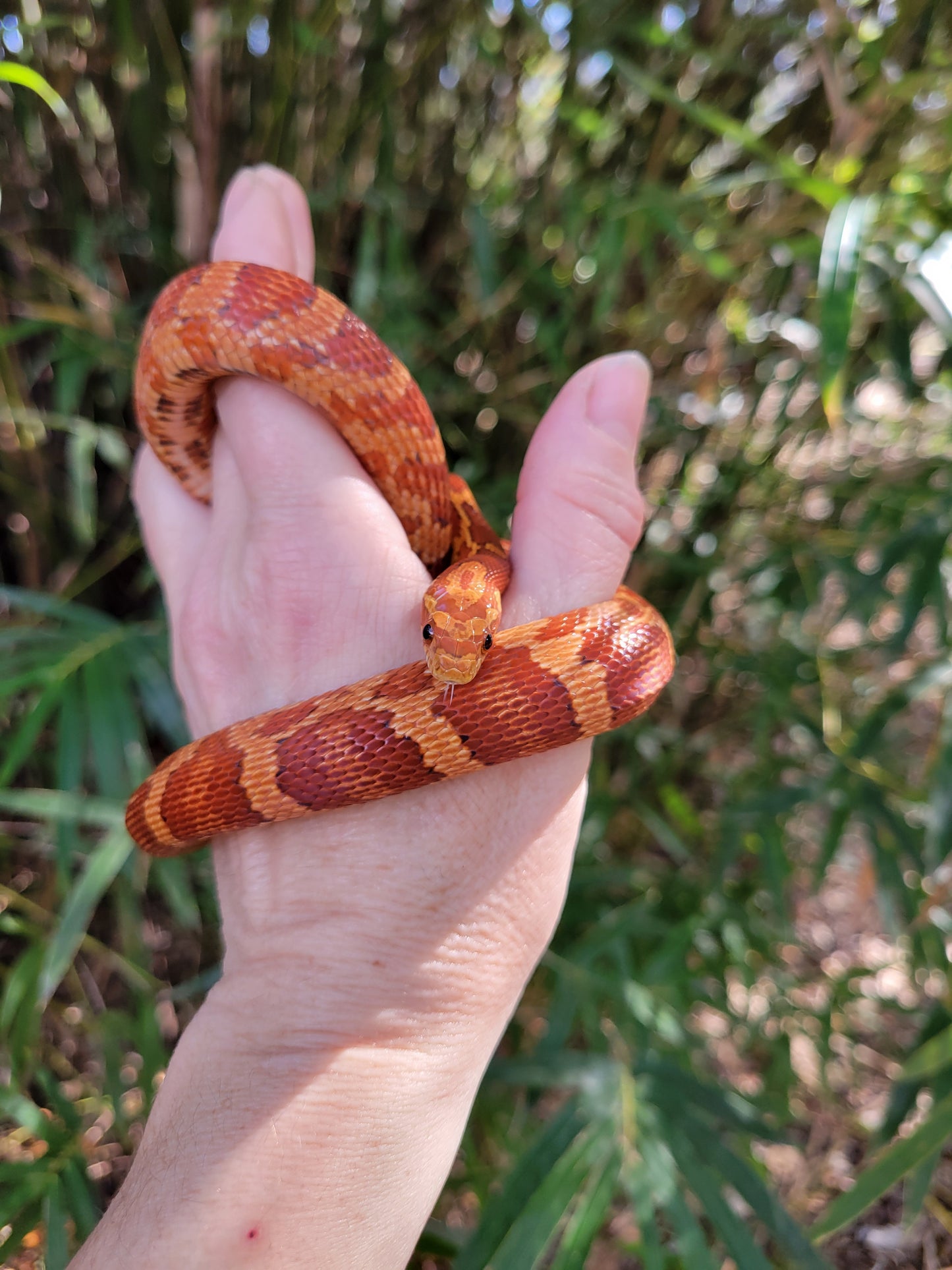 "Macaron" JuMi12413 Hypo type