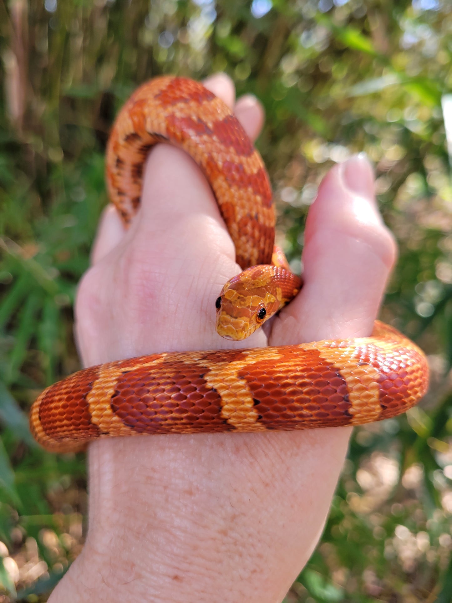 "Macaron" JuMi12413 Hypo type