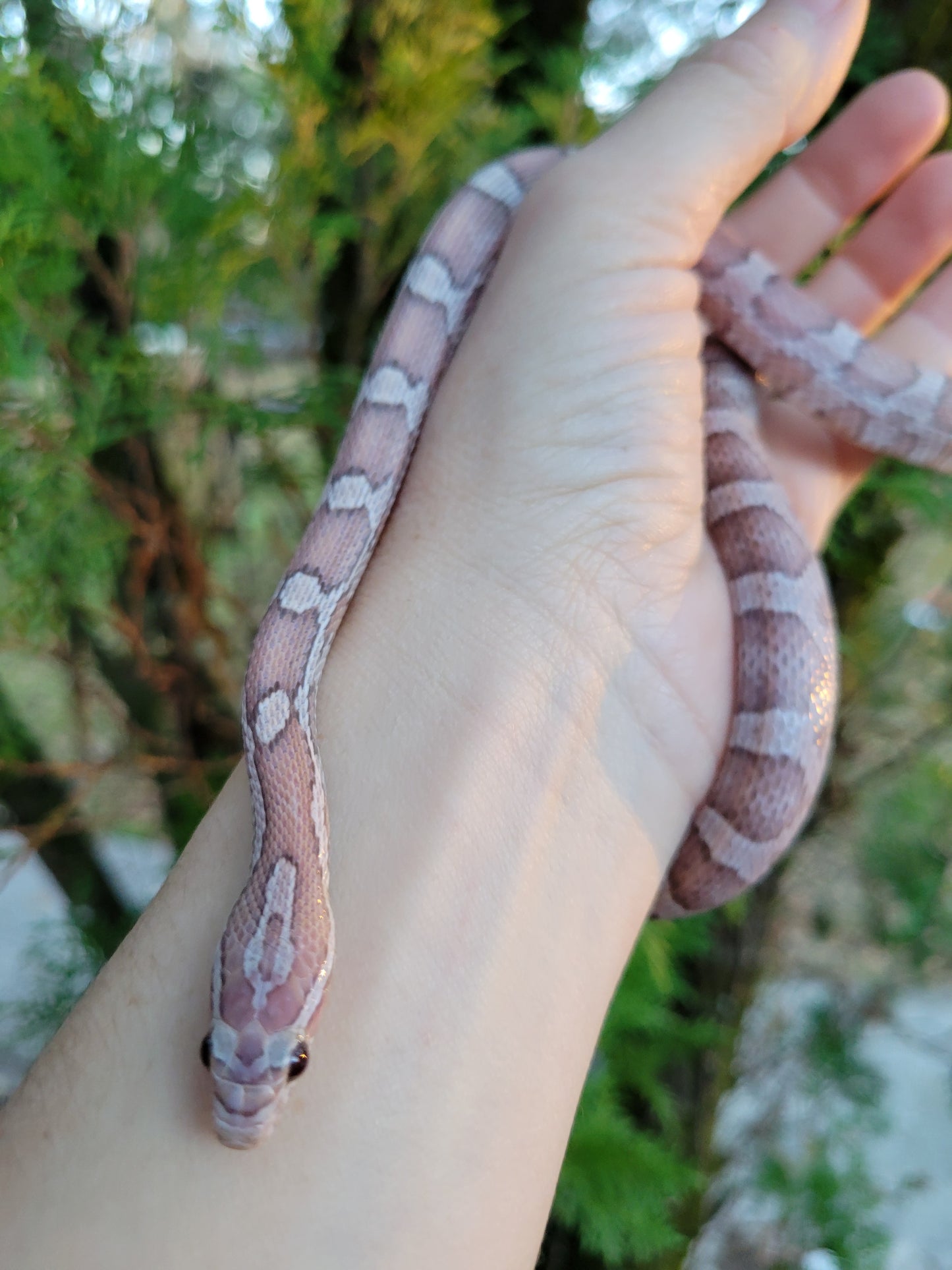 "Toasted Marshmallow" JuDr12409 Anery Lavender +?