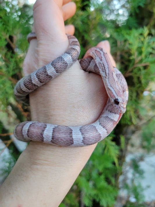 "Toasted Marshmallow" JuDr12409 Anery Lavender +?