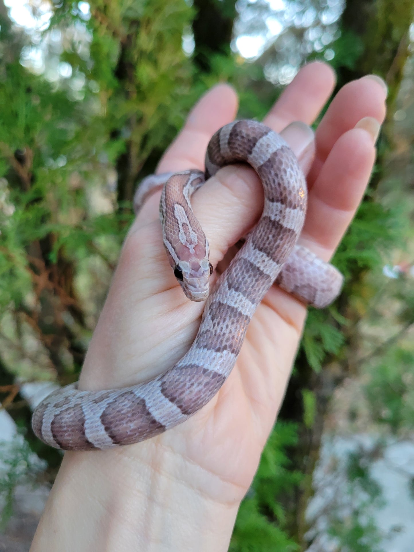 "Toasted Marshmallow" JuDr12409 Anery Lavender +?