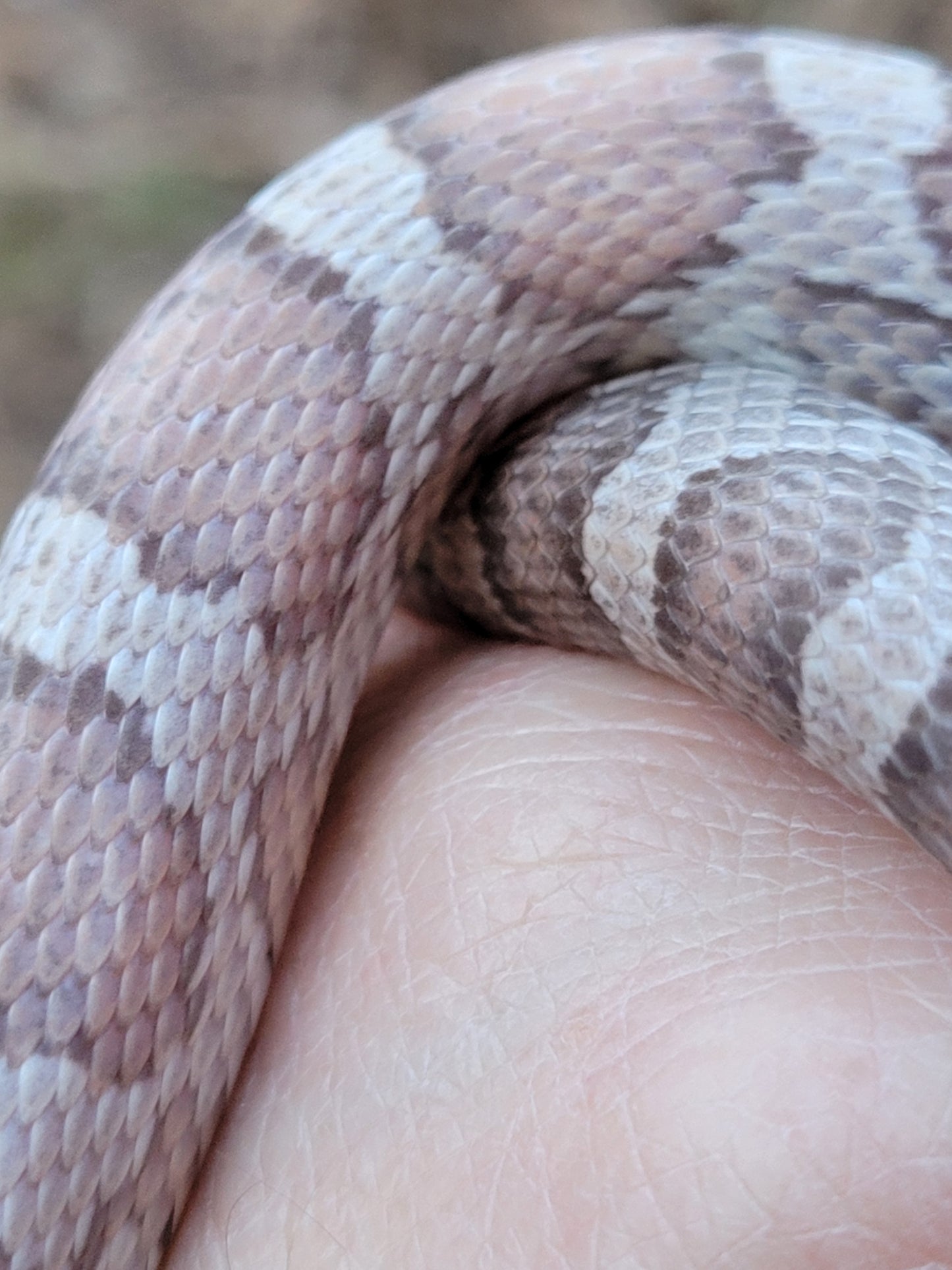 "Toasted Marshmallow" JuDr12409 Anery Lavender +?