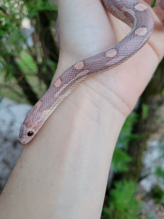 "Starburst" JuDr12410