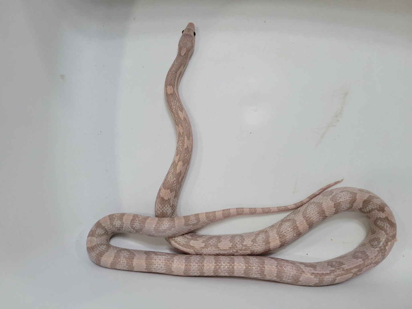 "BaLa123 - Violet" Hypo Lavender