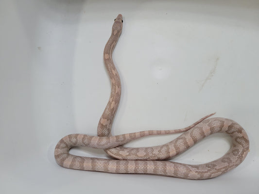 "BaLa123 - Violet" Hypo Lavender