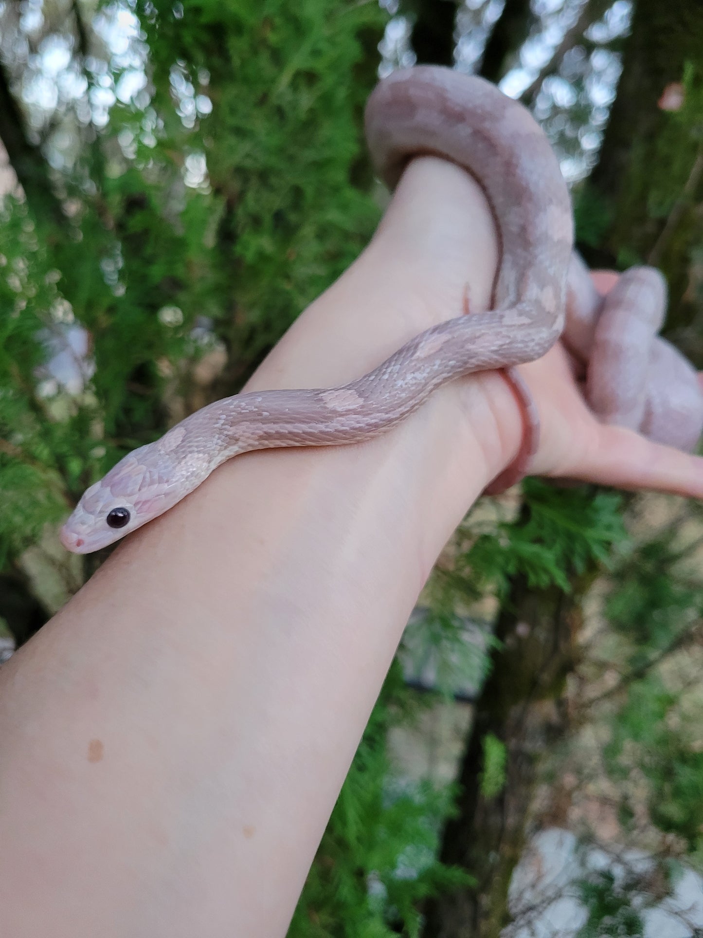 "BaLa123 - Violet" Hypo Lavender