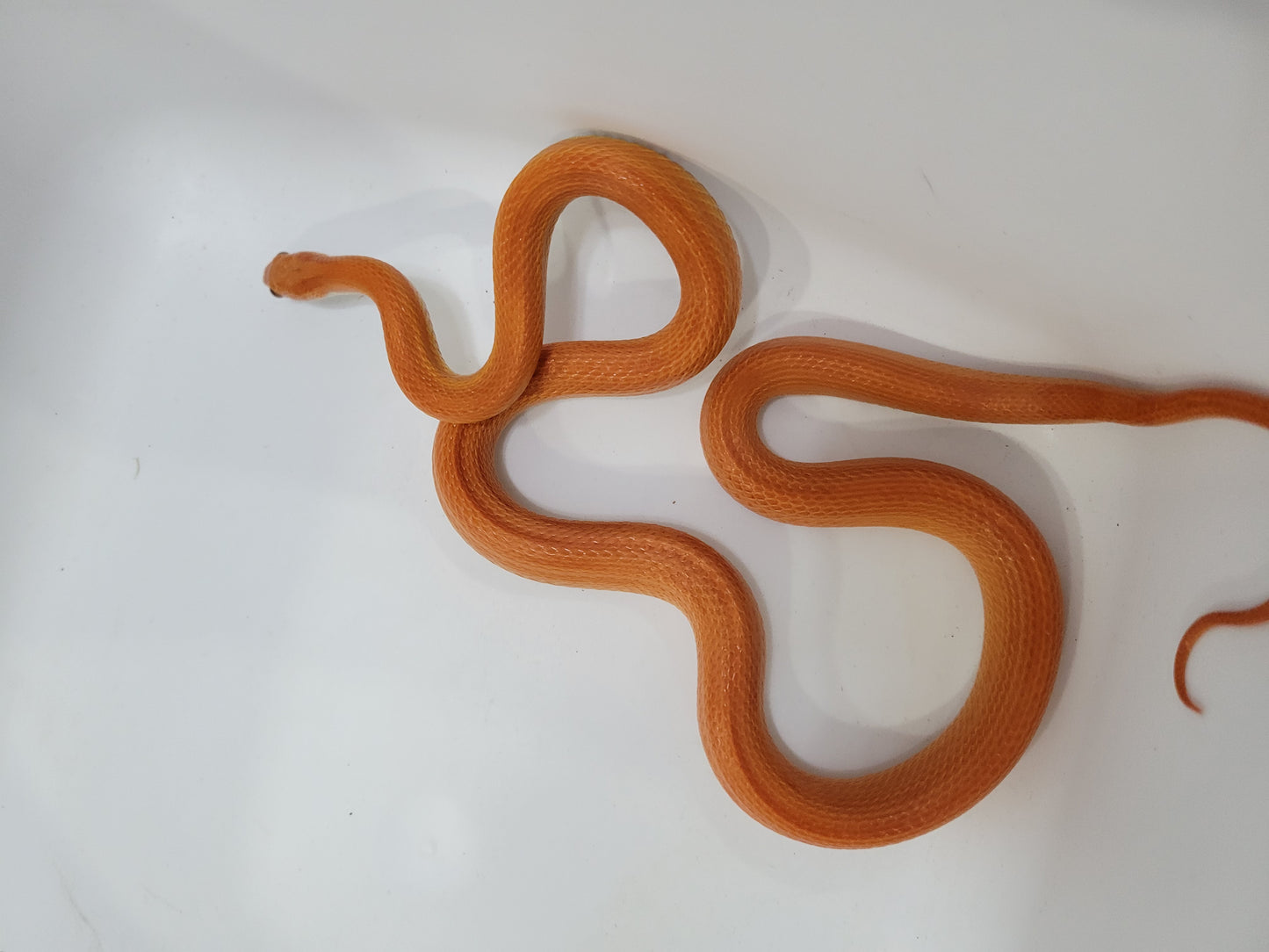 "Umber" JuMi124 Cube Stripe Vanishing Stripe