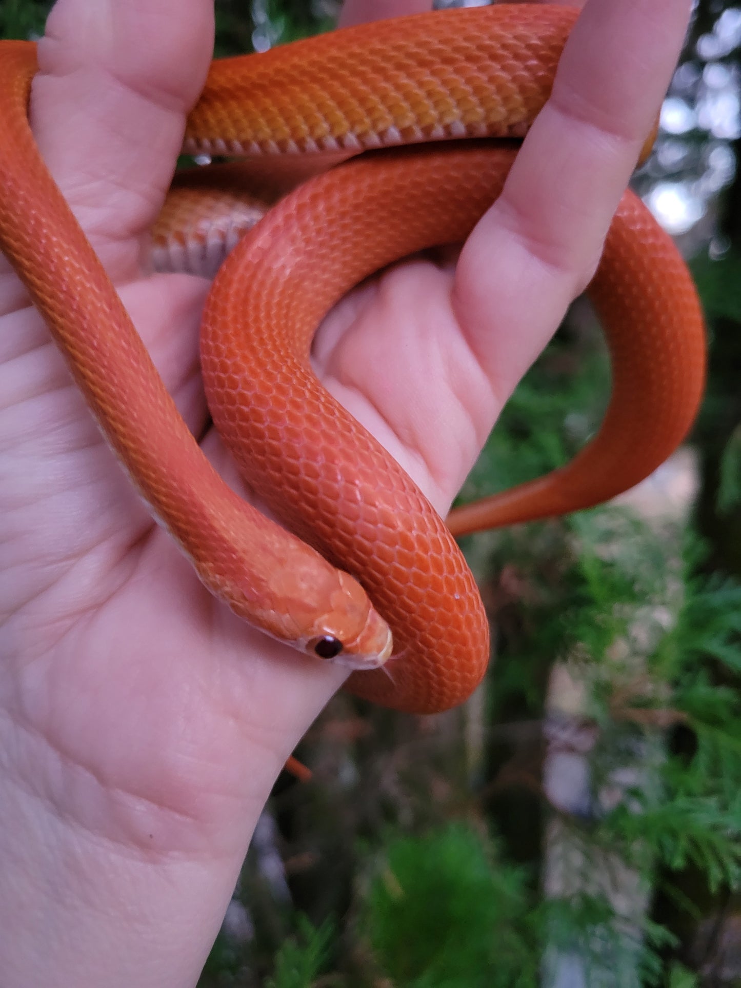 "Umber" JuMi124 Cube Stripe Vanishing Stripe