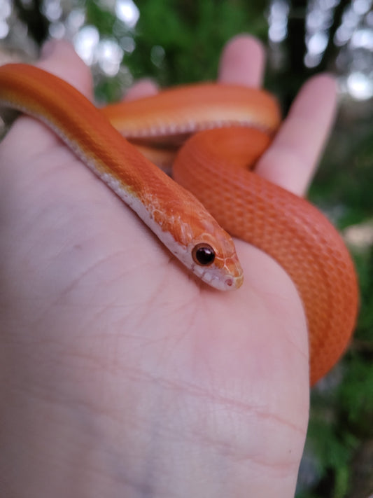 "Umber" JuMi124 Cube Stripe Vanishing Stripe
