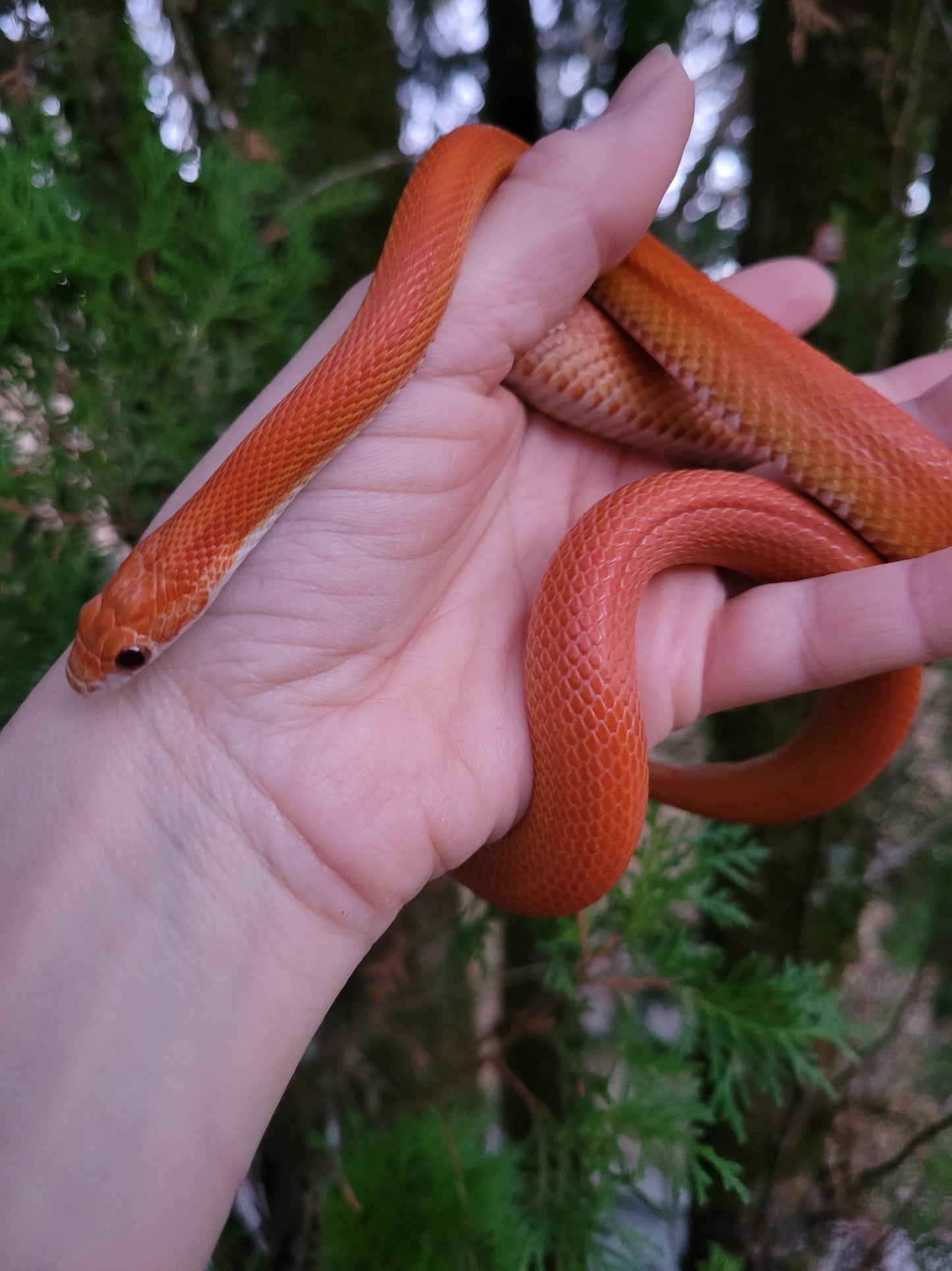 "Umber" JuMi124 Cube Stripe Vanishing Stripe