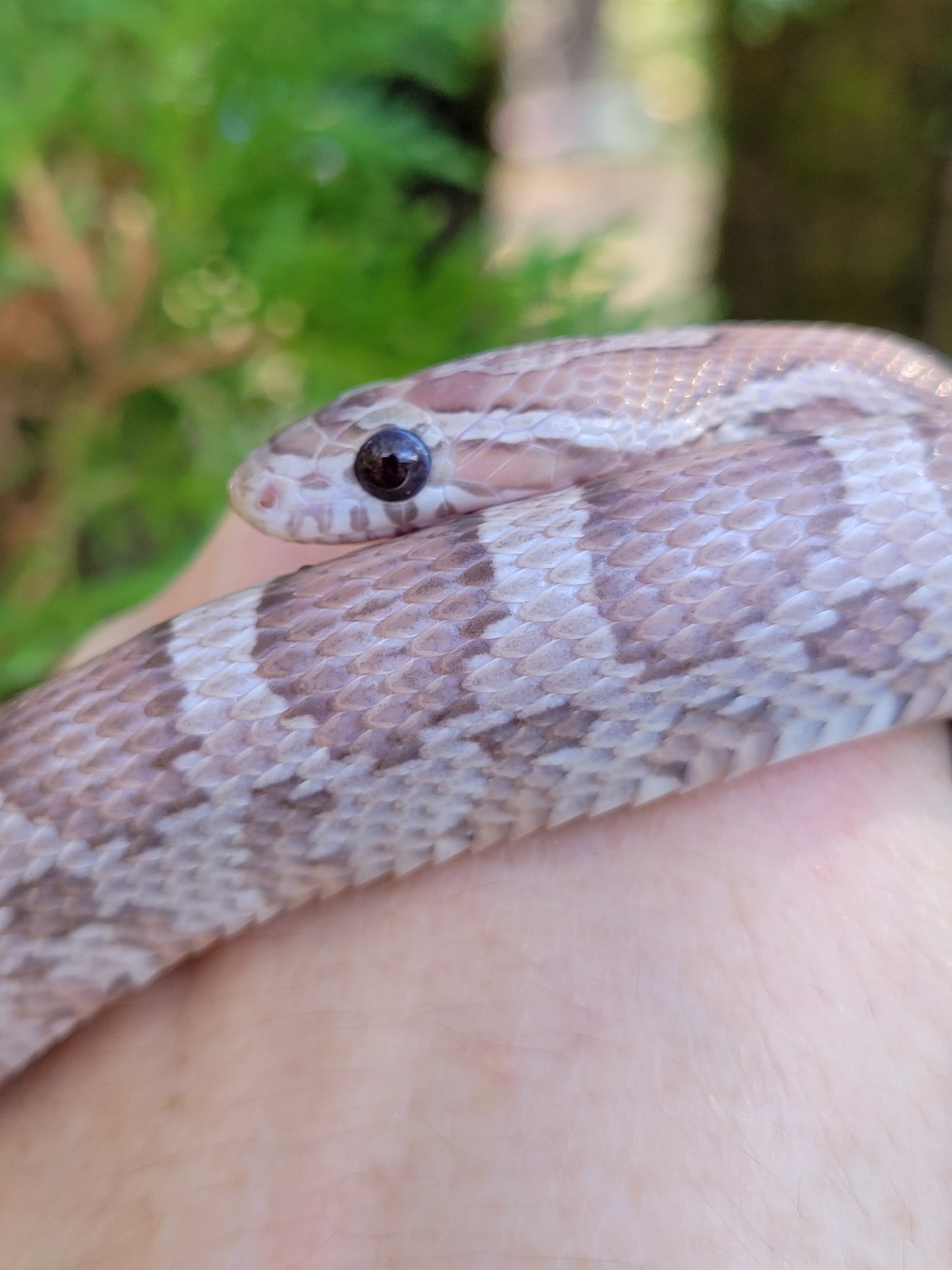 "Toasted Marshmallow" JuDr12409 Anery Lavender +?