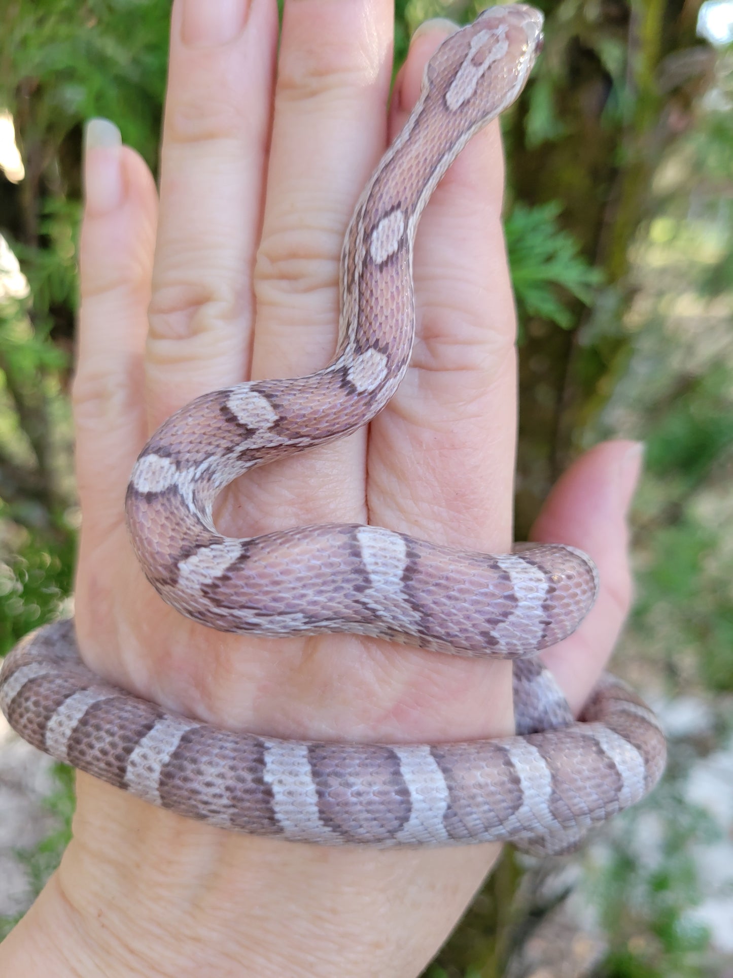 "Toasted Marshmallow" JuDr12409 Anery Lavender +?