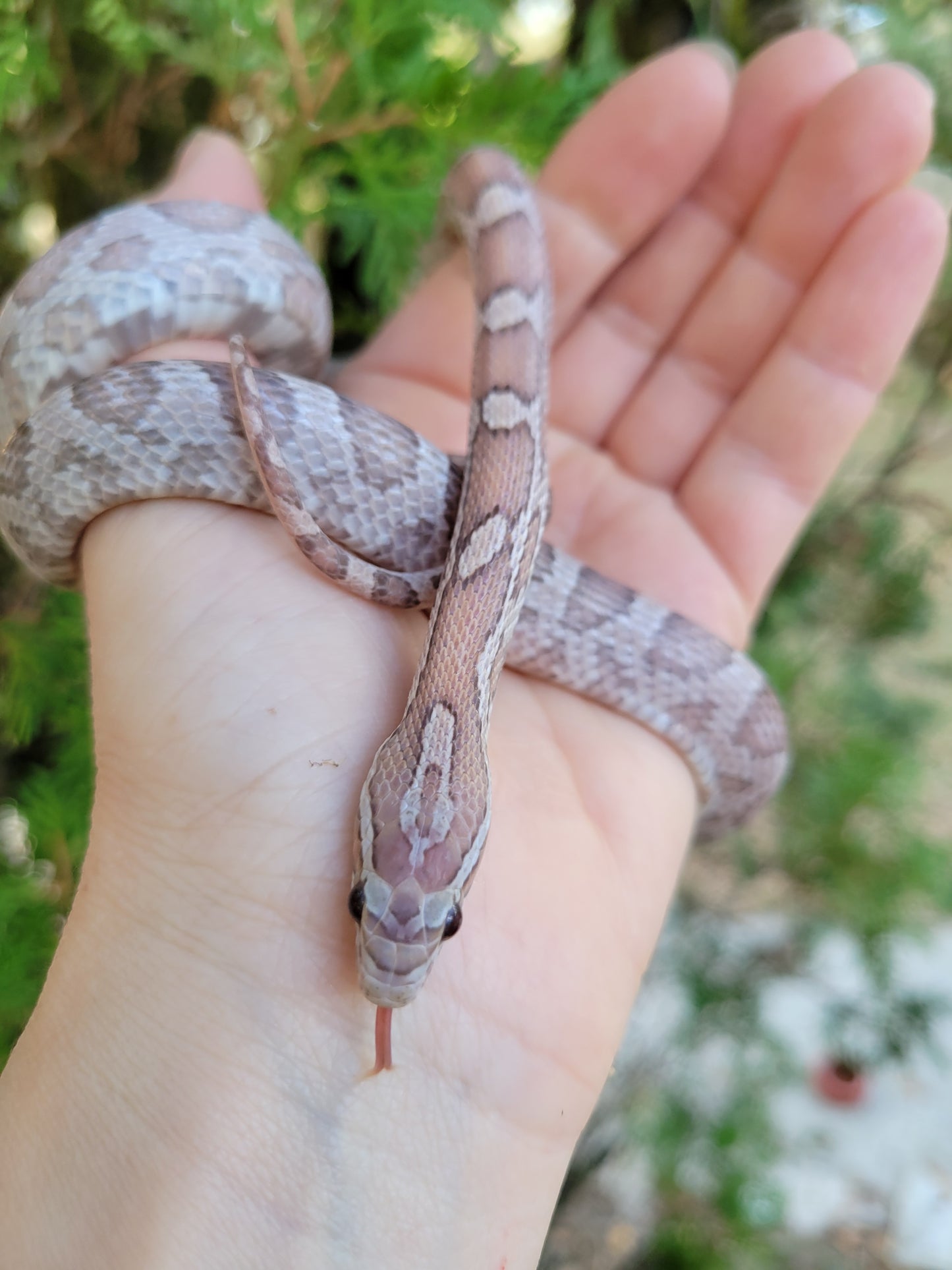 "Toasted Marshmallow" JuDr12409 Anery Lavender +?