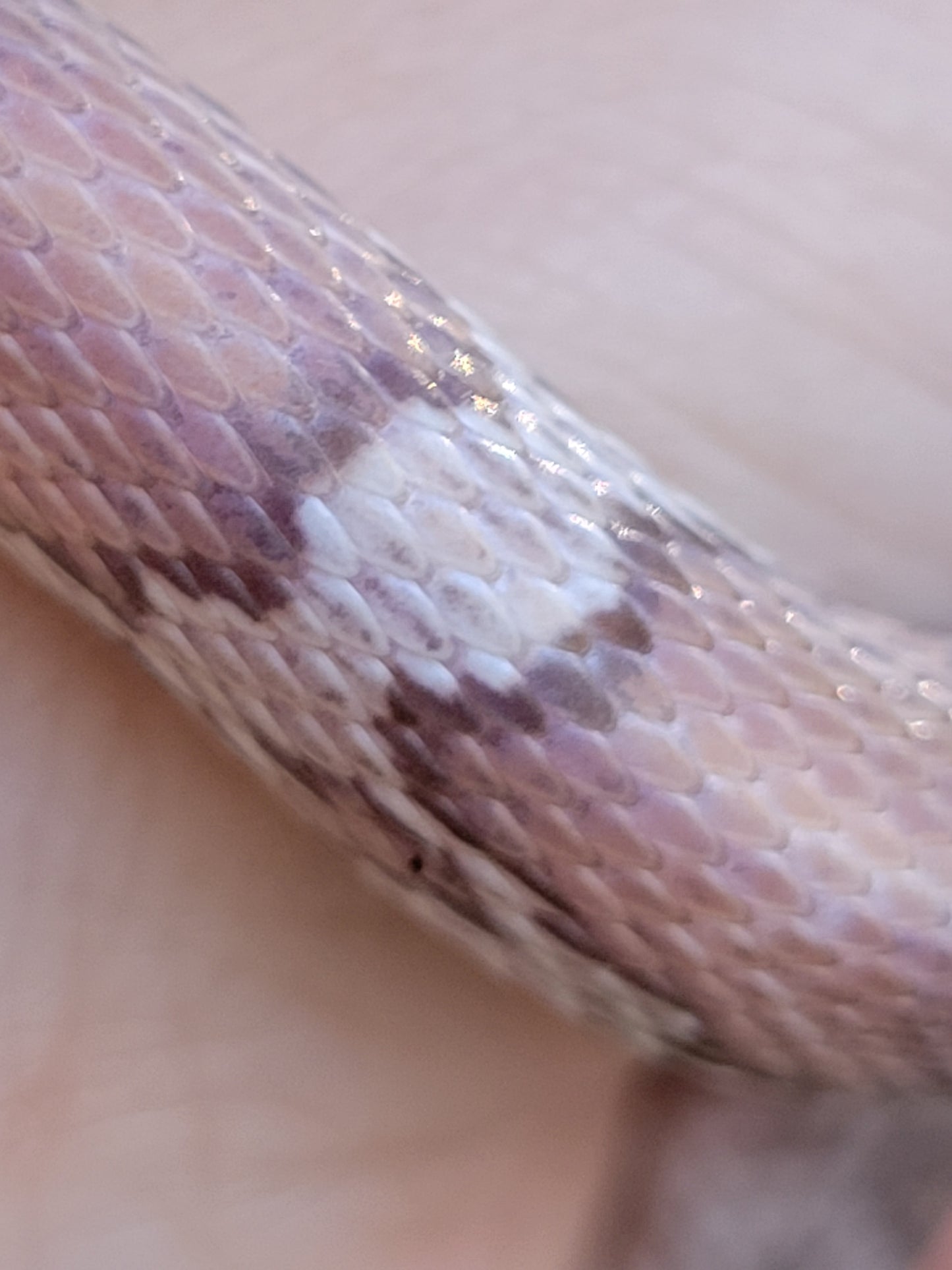 "Toasted Marshmallow" JuDr12409 Anery Lavender +?