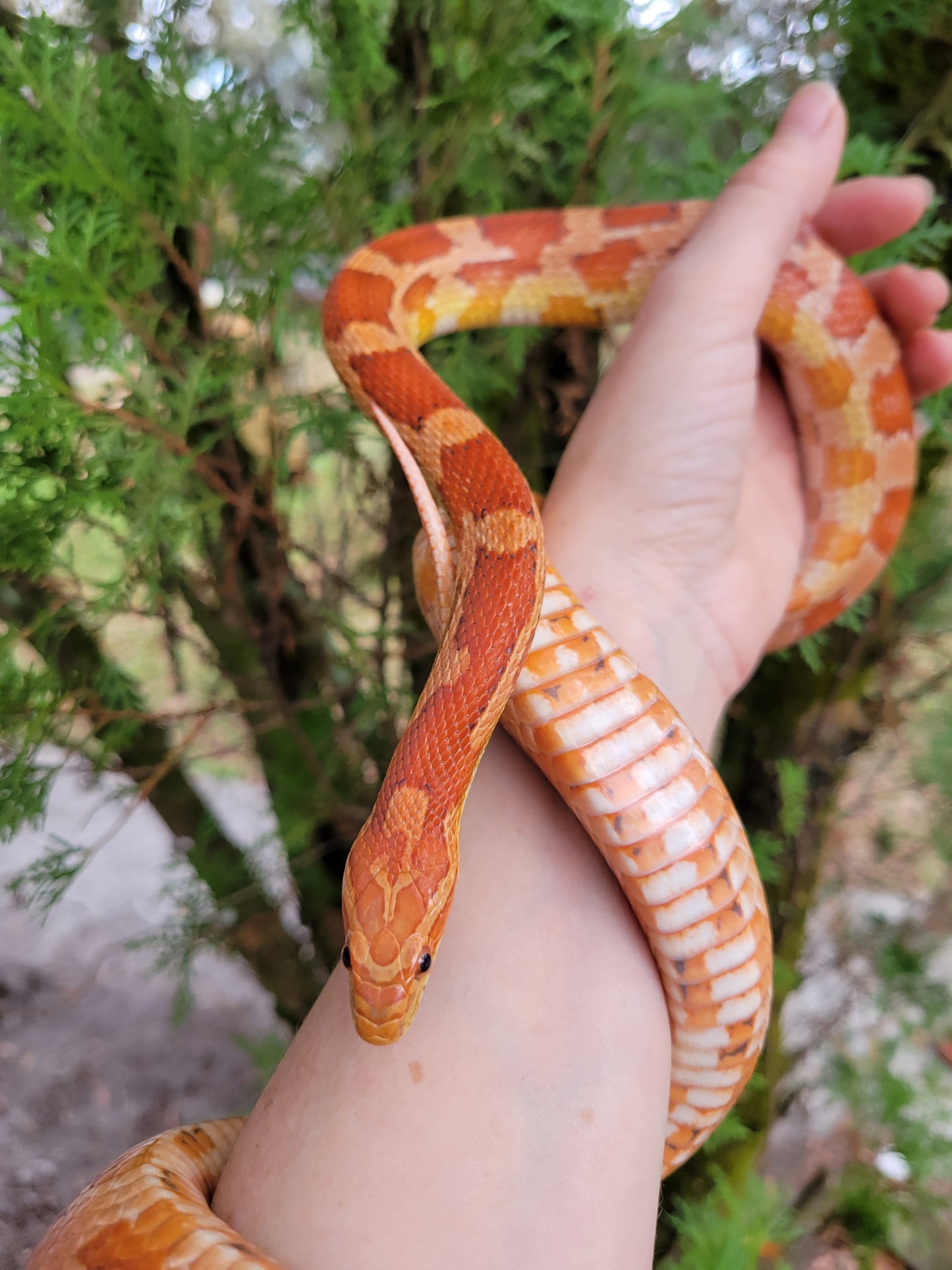 "BaLa122 - Glory" - (F) Hypo Het Lavender