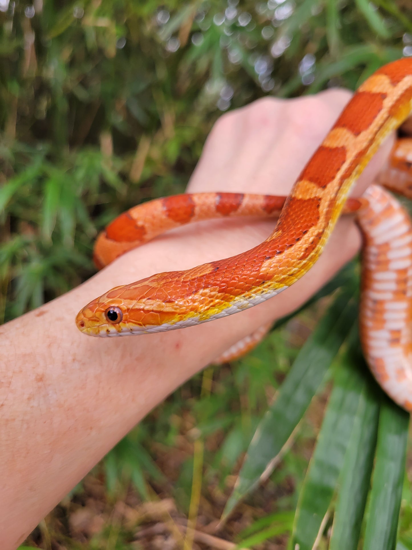"BaLa122 - Glory" - (F) Hypo Het Lavender