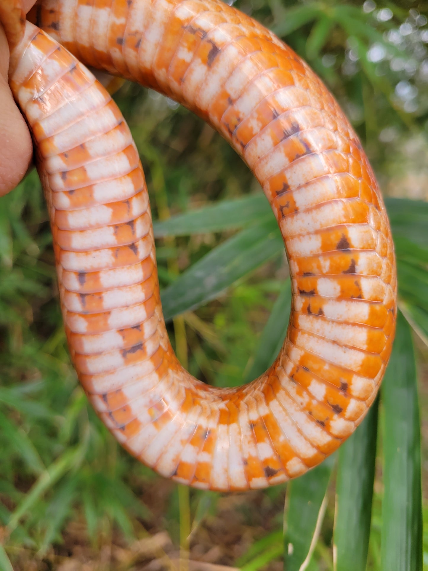 "BaLa122 - Glory" - (F) Hypo Het Lavender