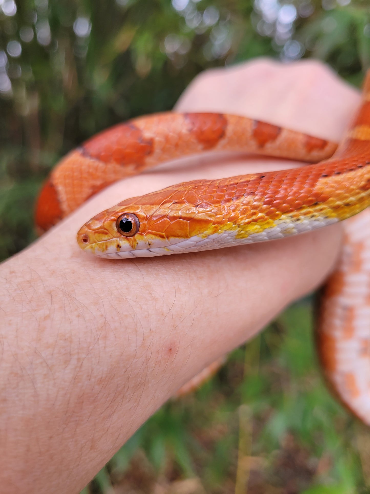 "BaLa122 - Glory" - (F) Hypo Het Lavender