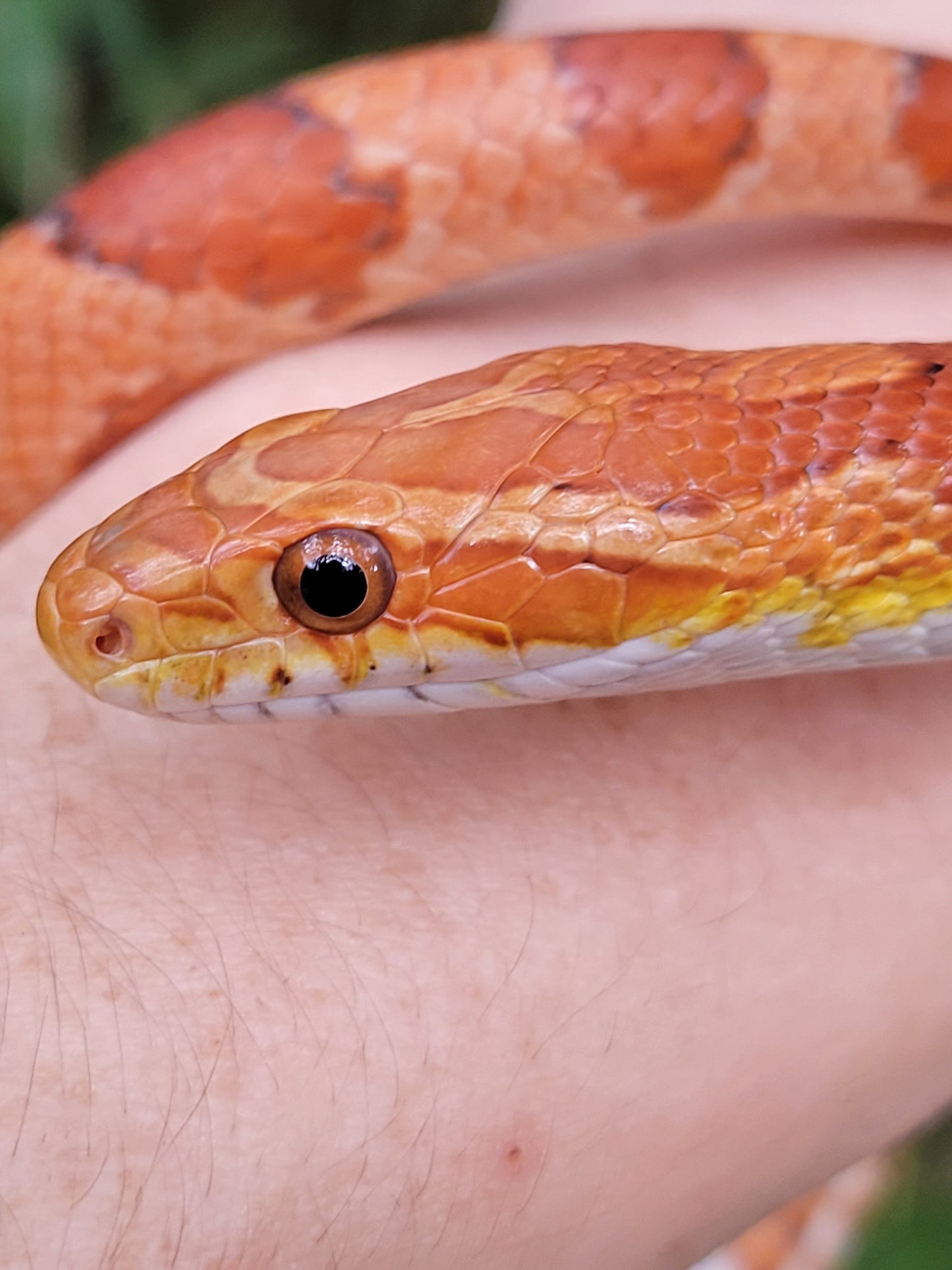 "BaLa122 - Glory" - (F) Hypo Het Lavender