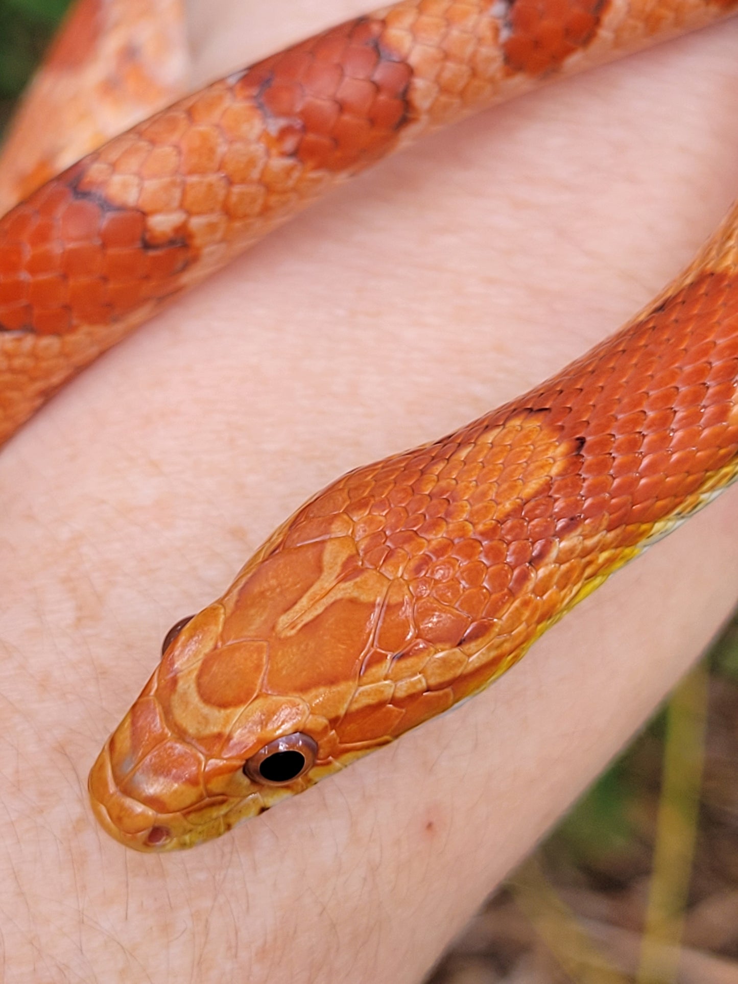 "BaLa122 - Glory" - (F) Hypo Het Lavender