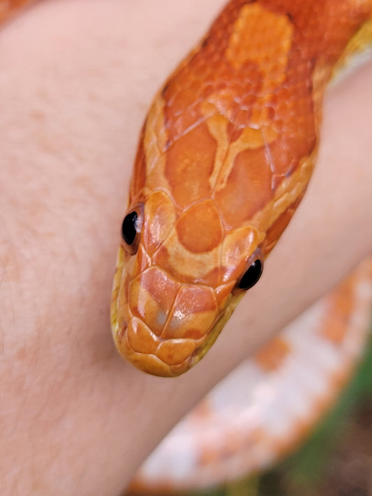 "BaLa122 - Glory" - (F) Hypo Het Lavender