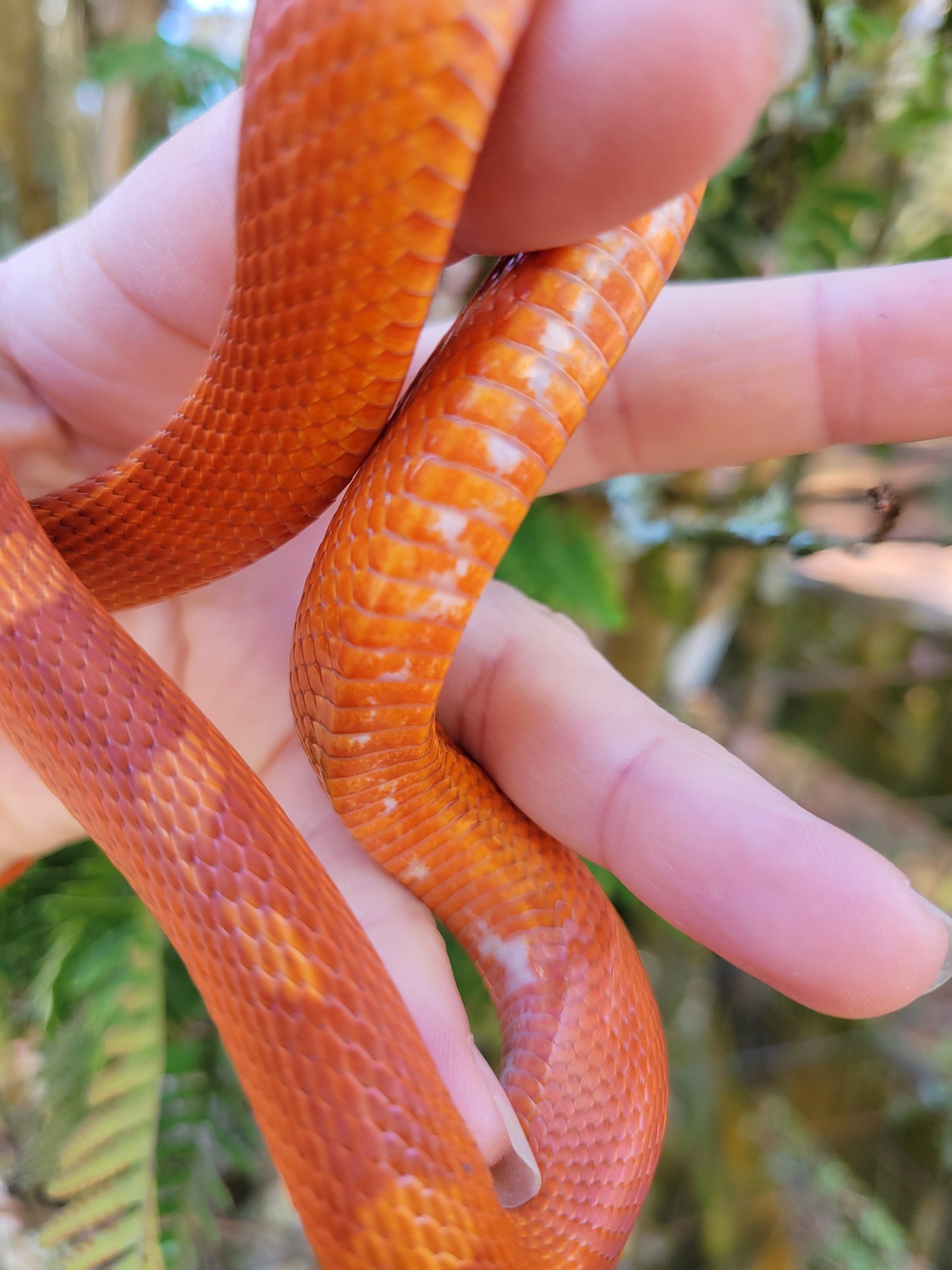 "Poprocks" Hypo Ultra Bloodred Pied Motley-Stripe JuMi12408