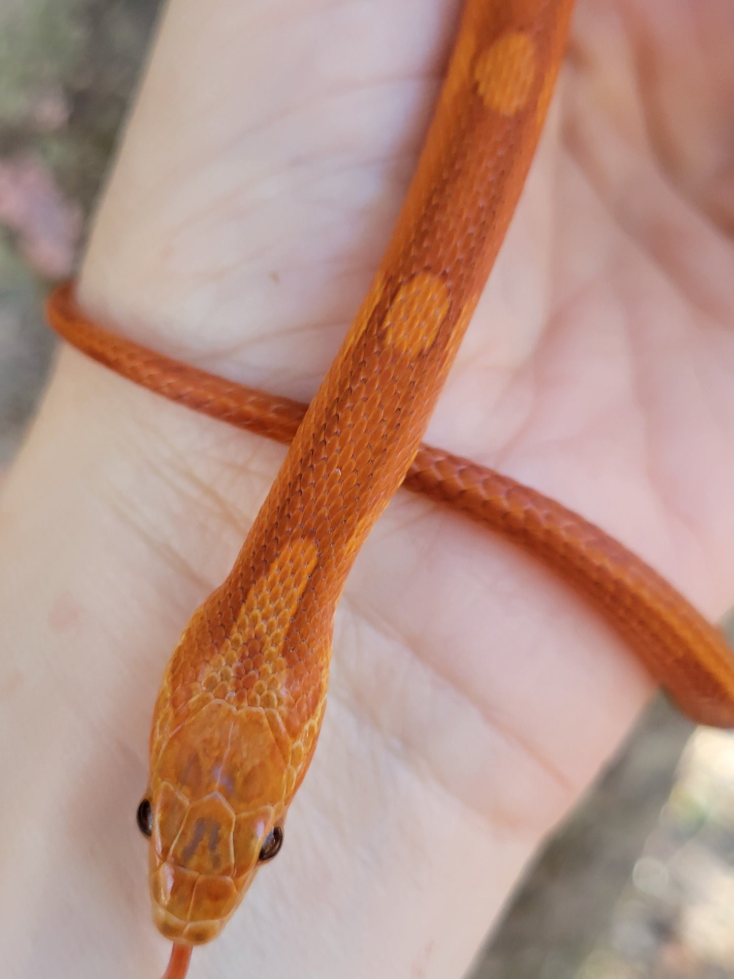 "Poprocks" Hypo Ultra Bloodred Pied Motley-Stripe JuMi12408