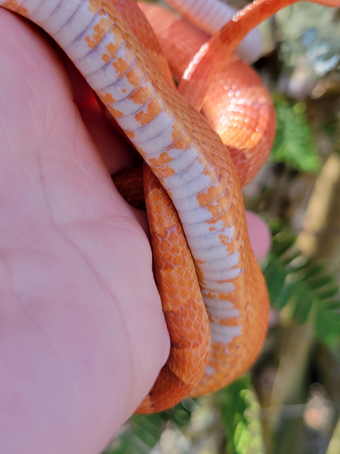 "Jolly Rancher" Hypo Ultra Bloodred Pied Jumi12403