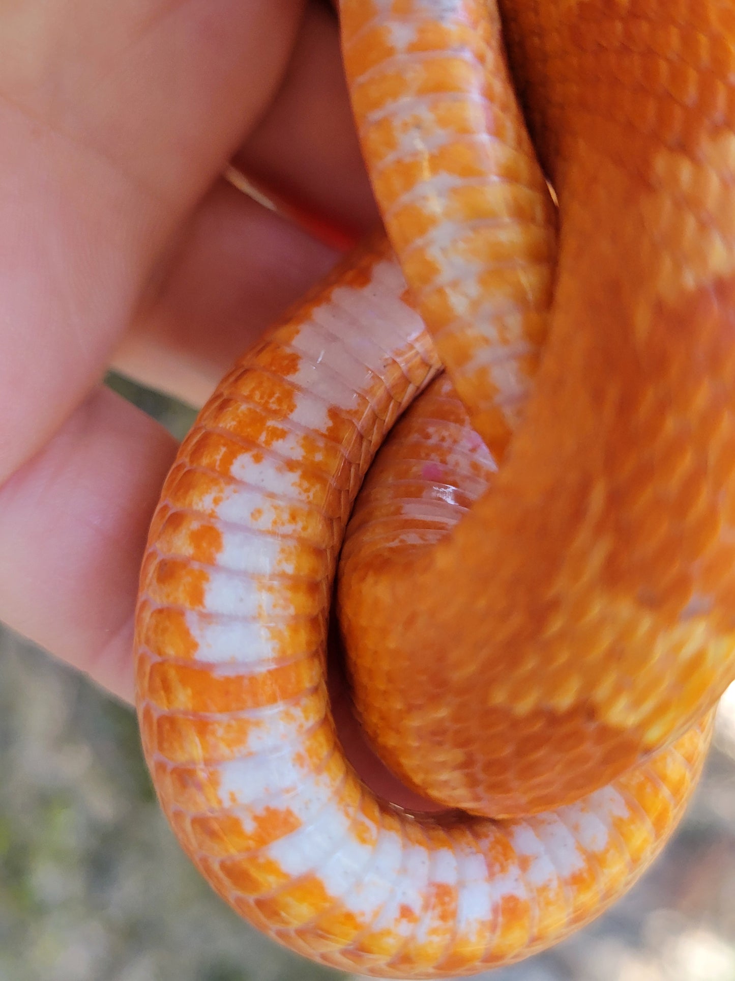 "Jolly Rancher" Hypo Ultra Bloodred Pied Jumi12403