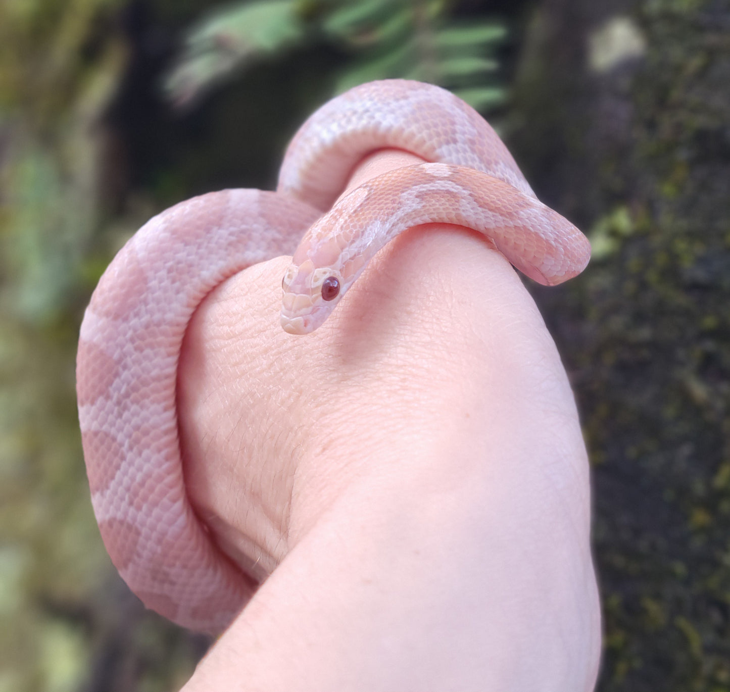 "Pixie Stick" JuDr12401