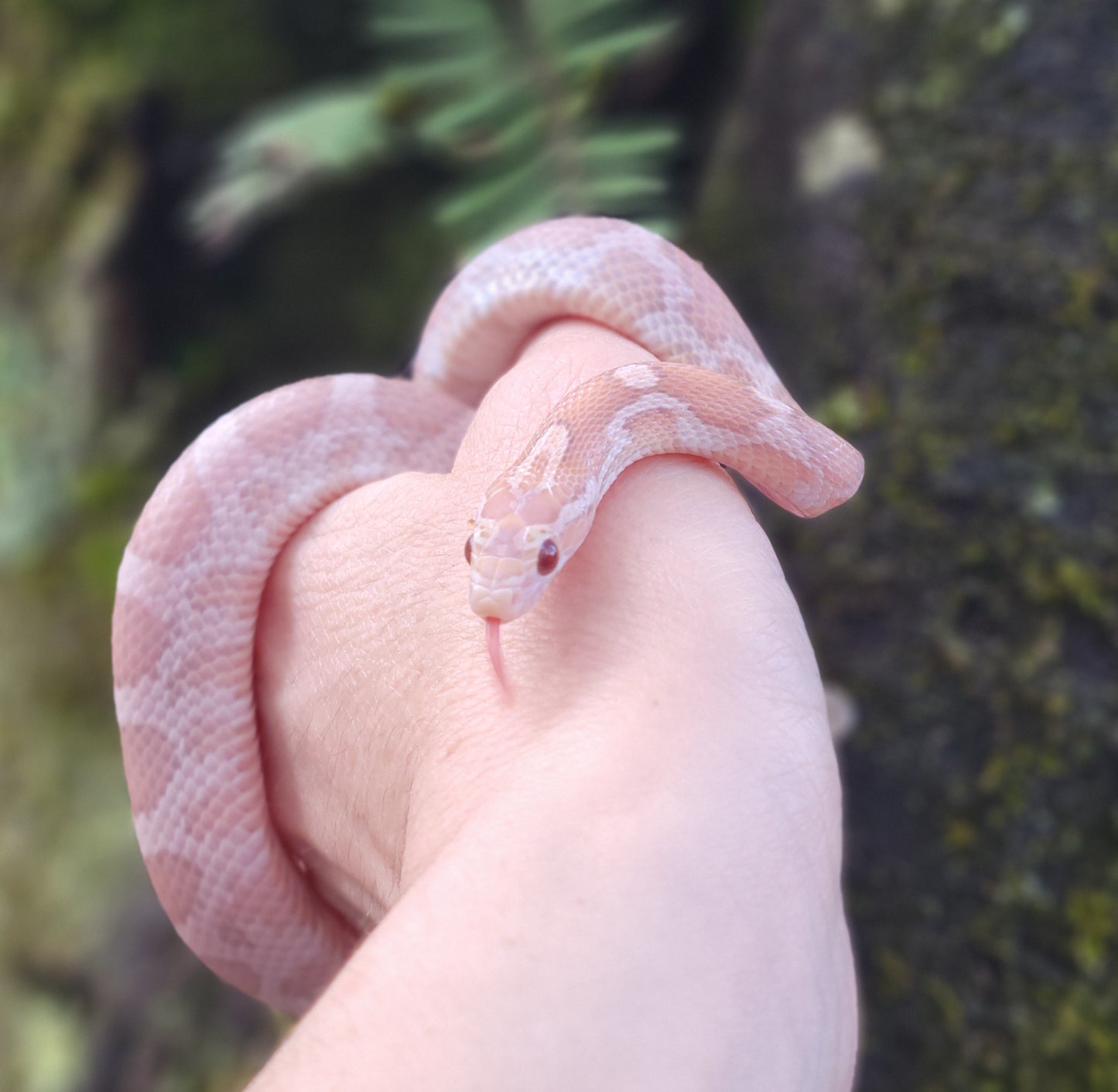 "Pixie Stick" JuDr12401