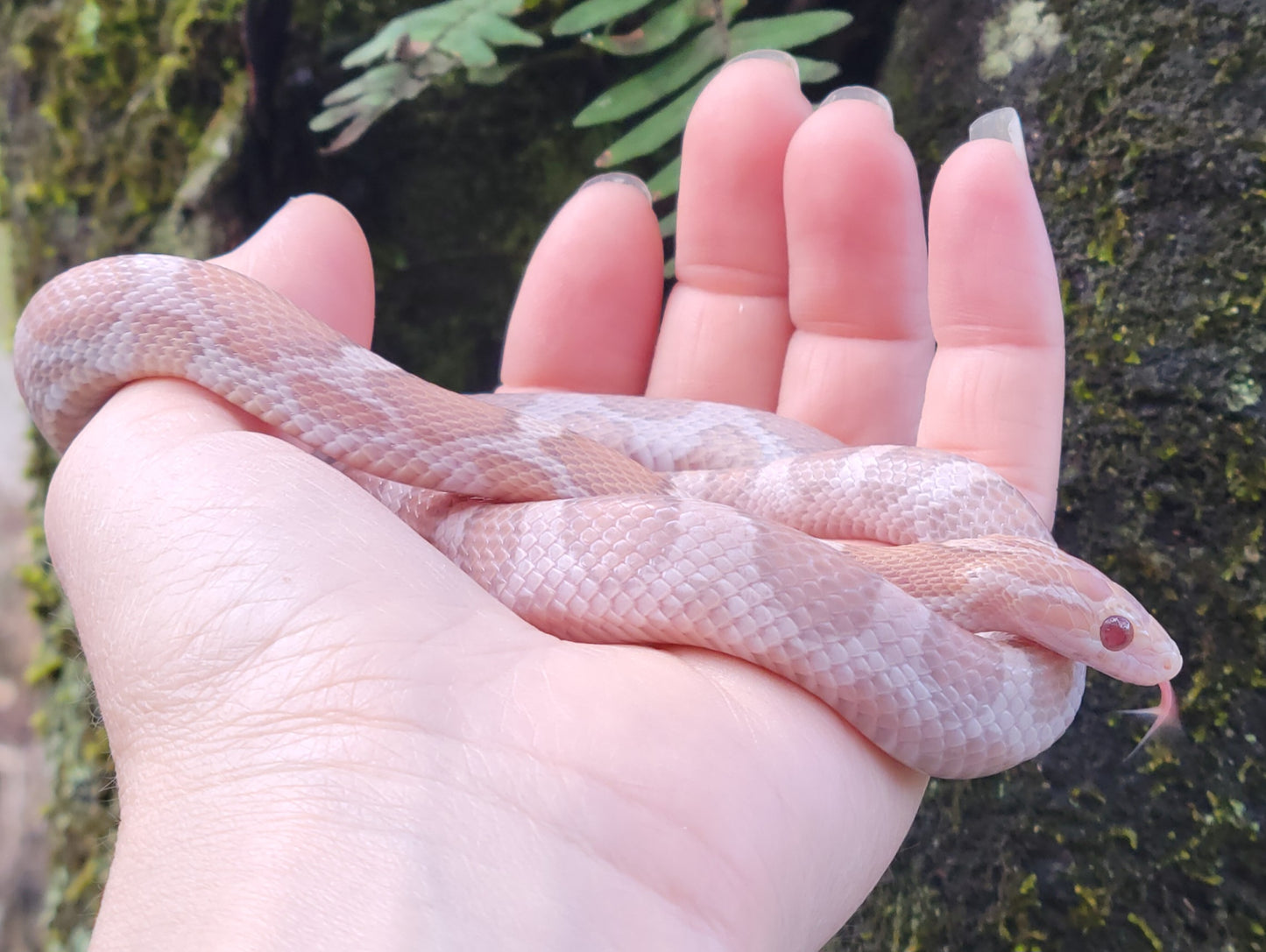 "Pixie Stick" JuDr12401