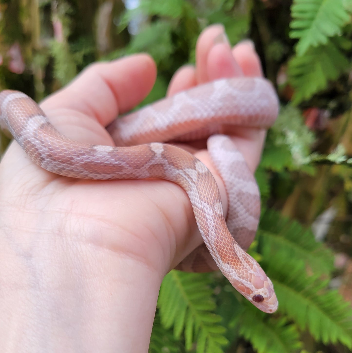 "Pixie Stick" JuDr12401