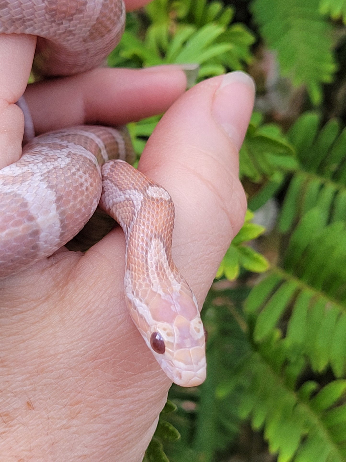 "Pixie Stick" JuDr12401