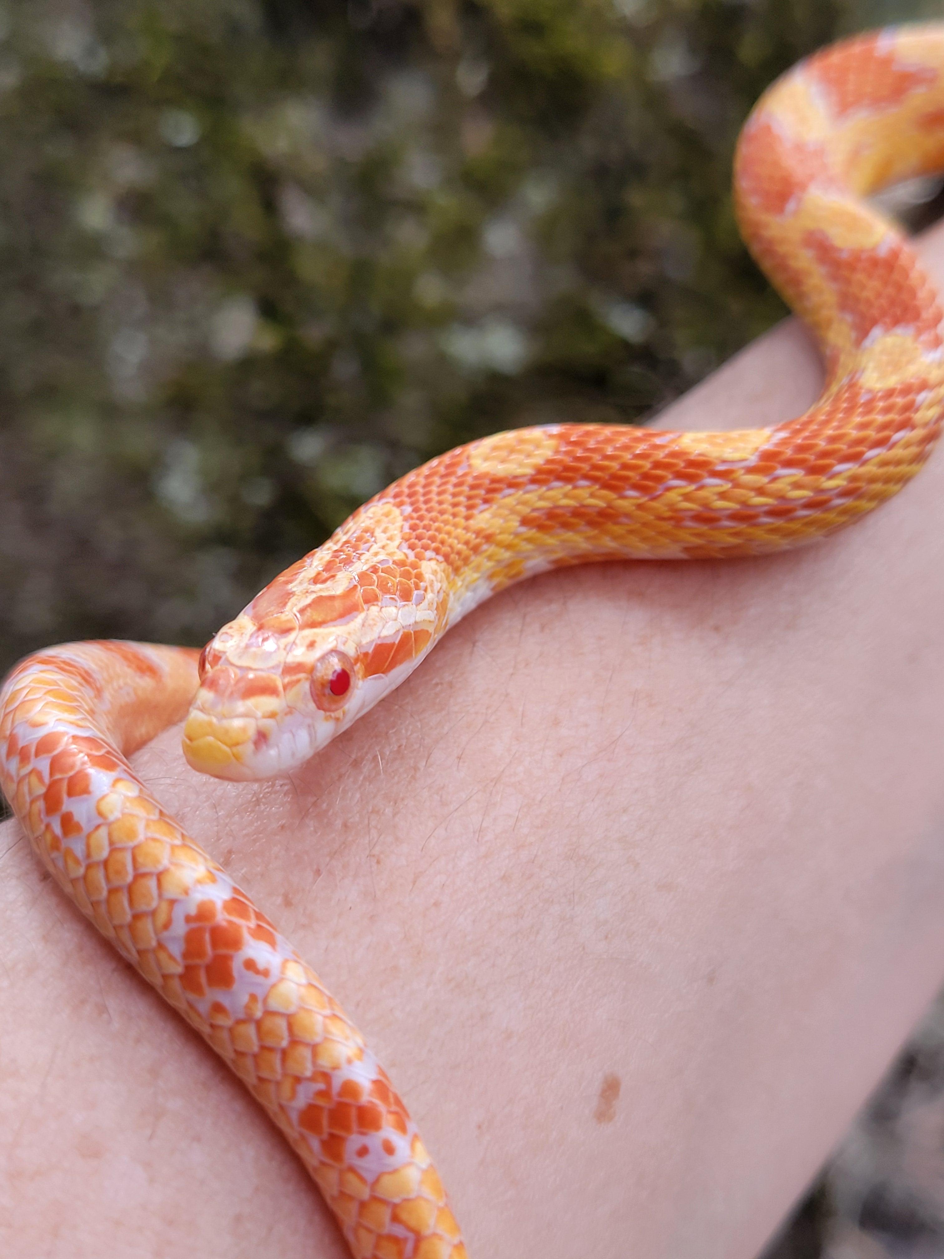 Sold Reptiles – Midnight Exotics