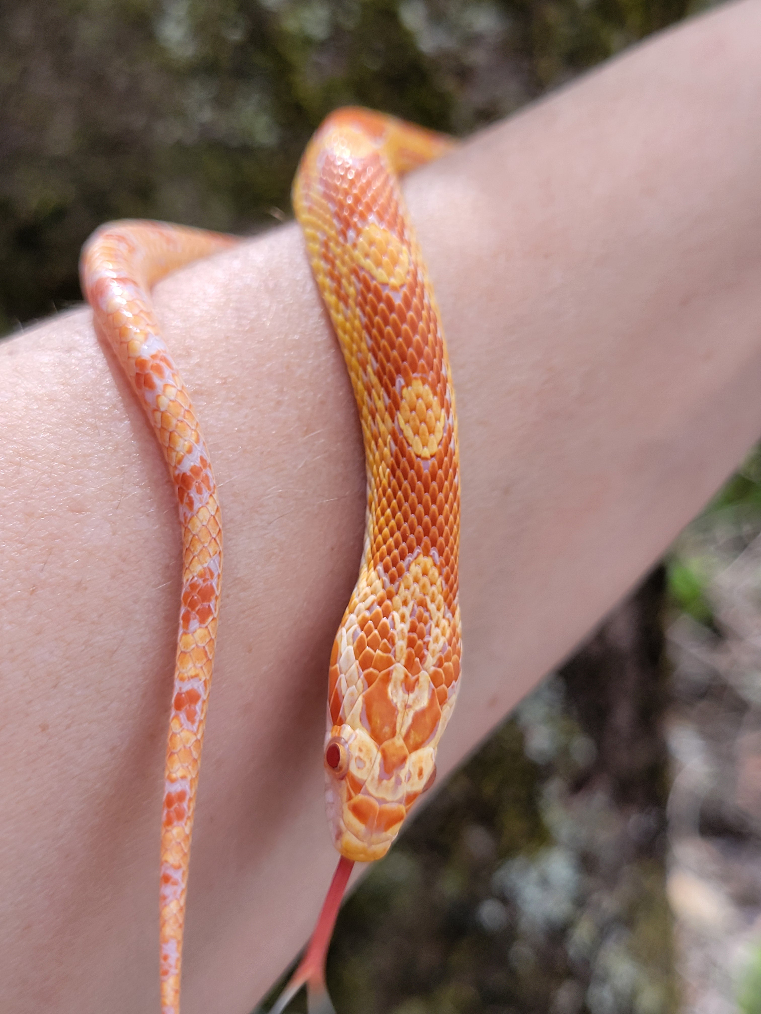 Sold Reptiles – Midnight Exotics