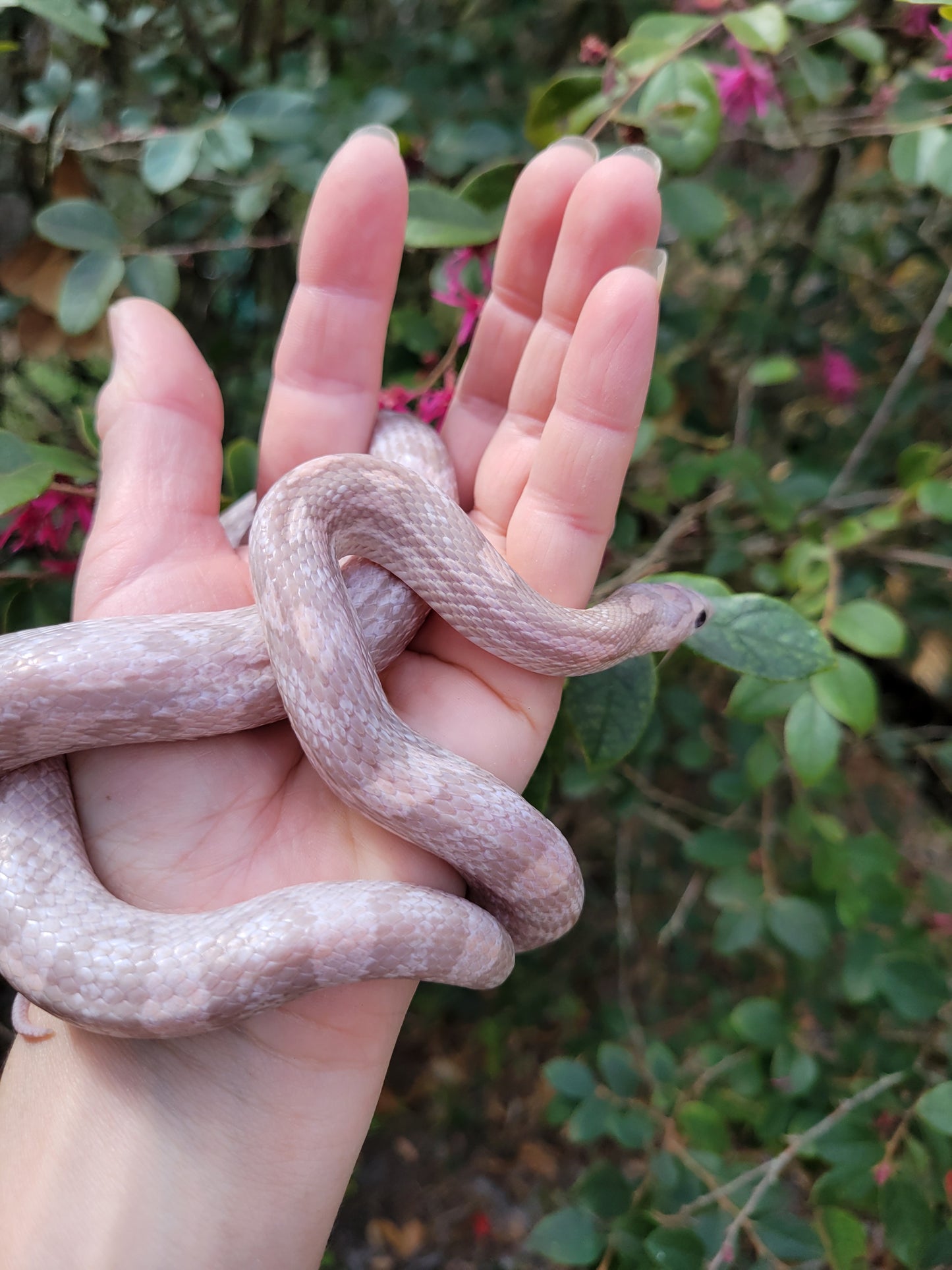 "BaLa123 - Violet" Hypo Lavender